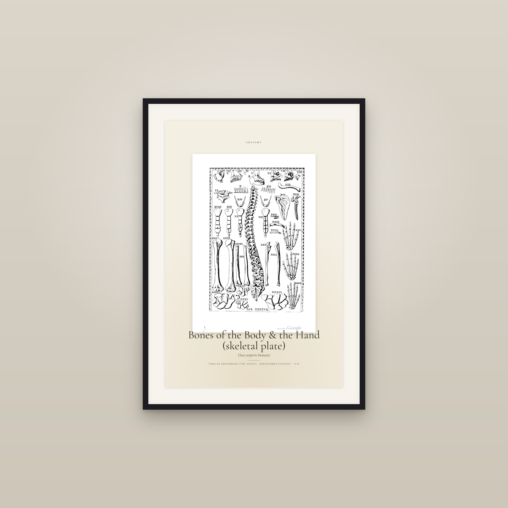 Bones of the Body & the Hand (skeletal plate) — Specimen