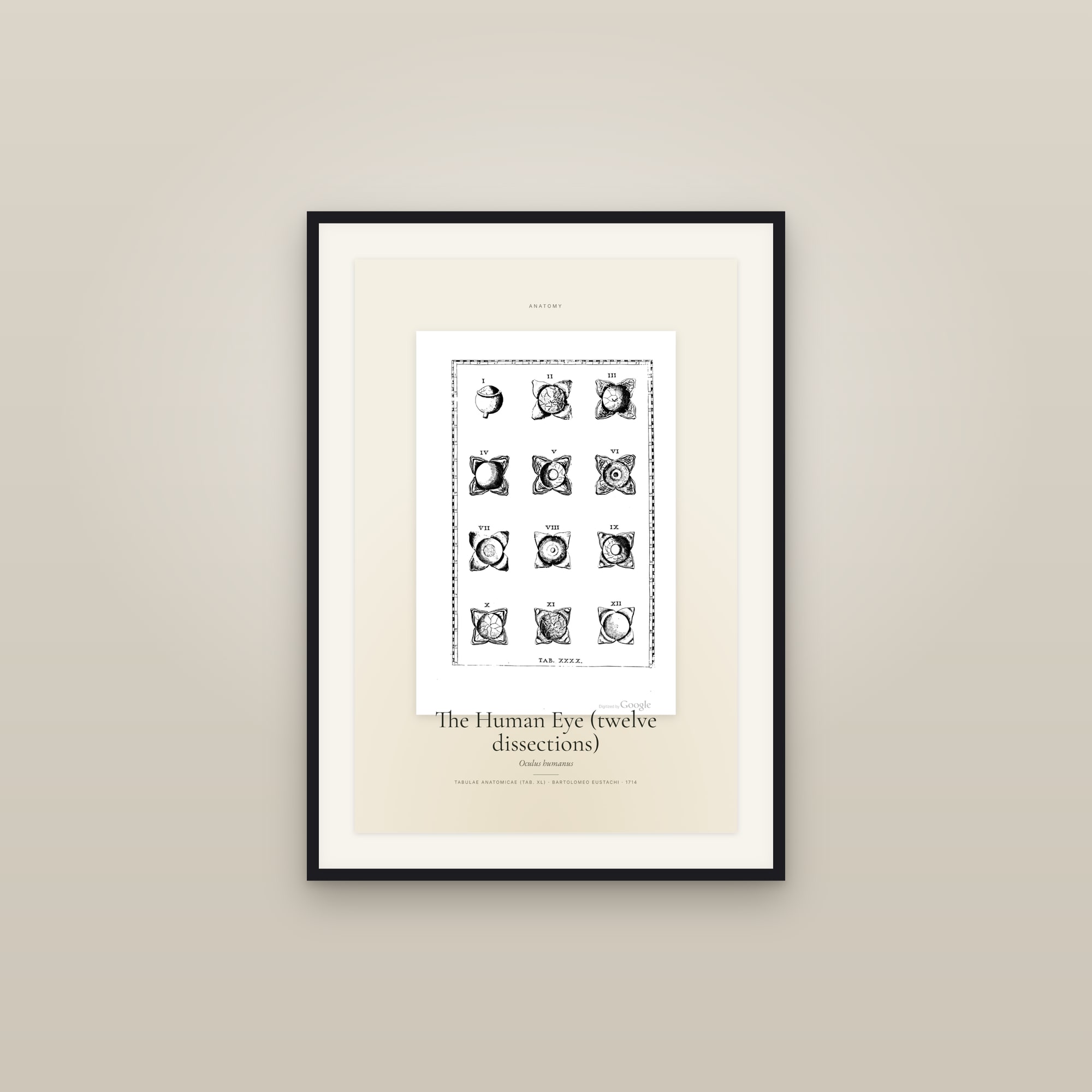The Human Eye (twelve dissections) — Specimen