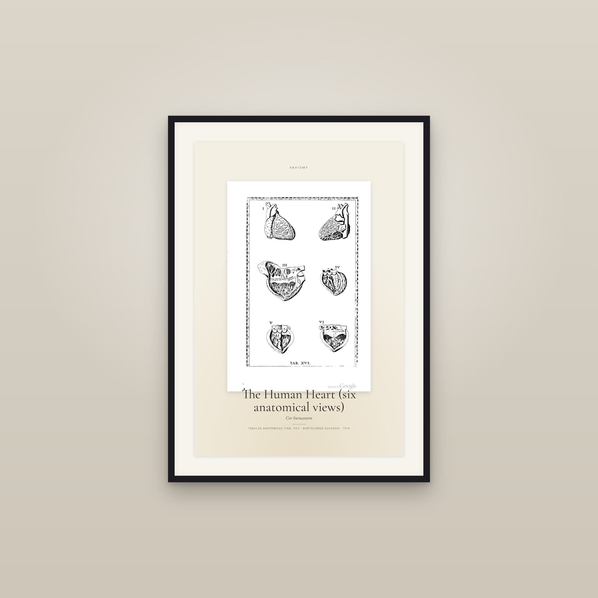 The Human Heart (six anatomical views) — Specimen