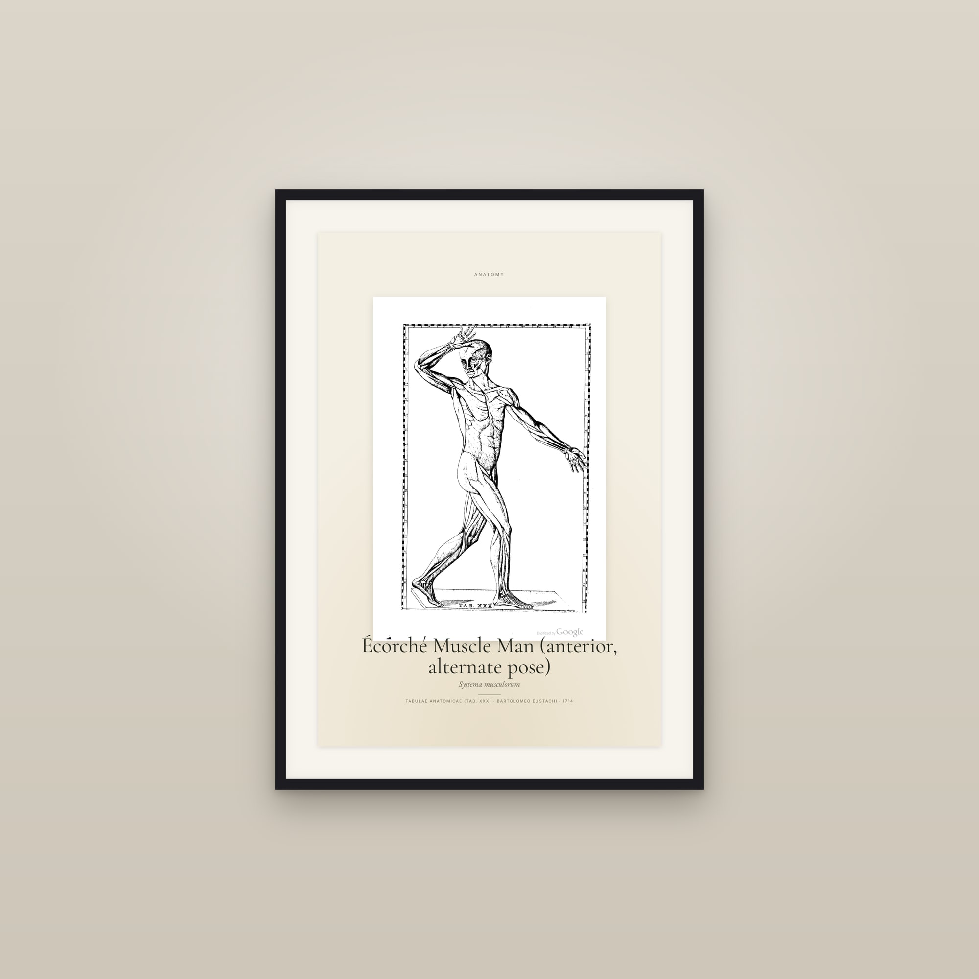Écorché Muscle Man (anterior, alternate pose) — Specimen