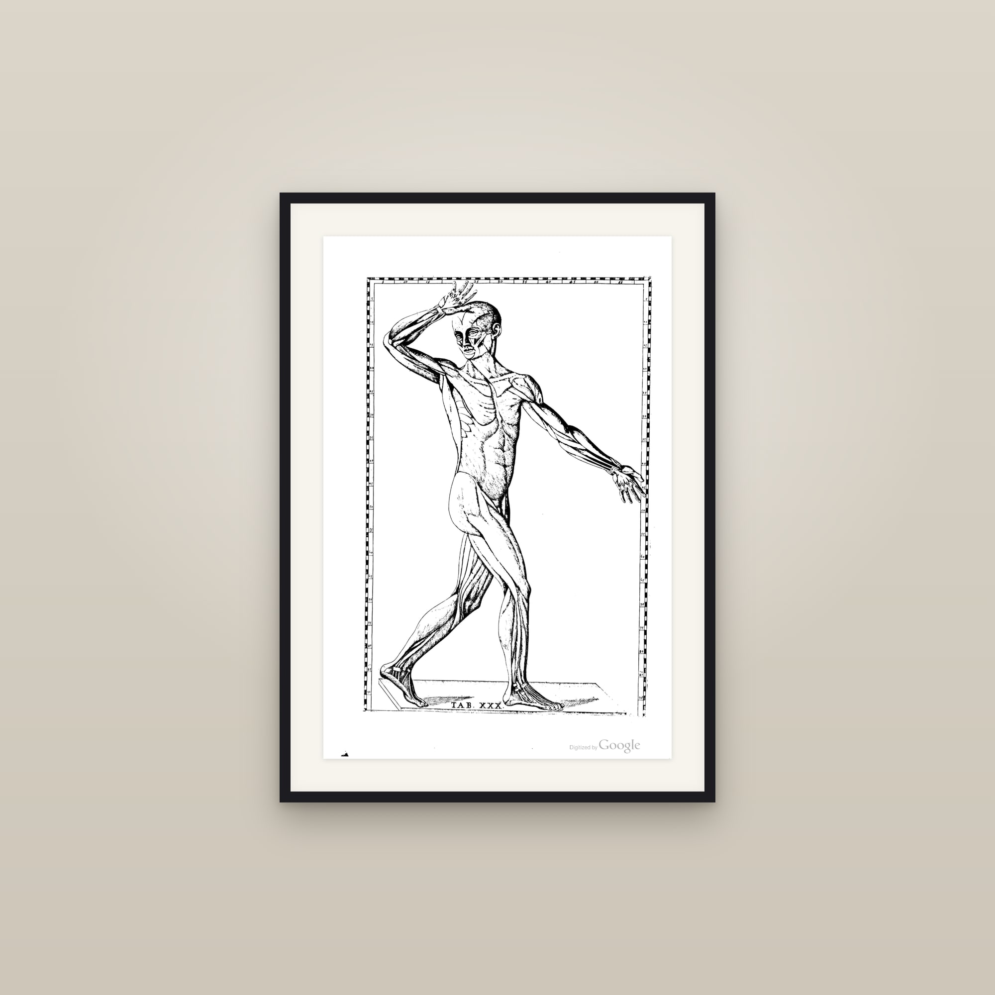 Écorché Muscle Man (anterior, alternate pose)