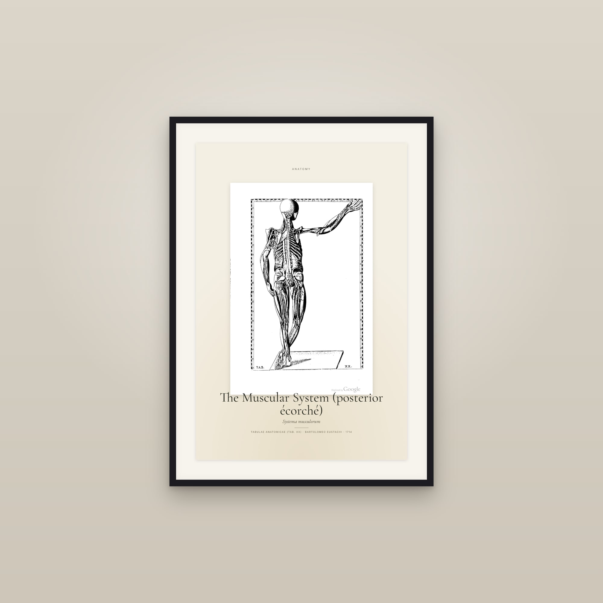 The Muscular System (posterior écorché) — Specimen
