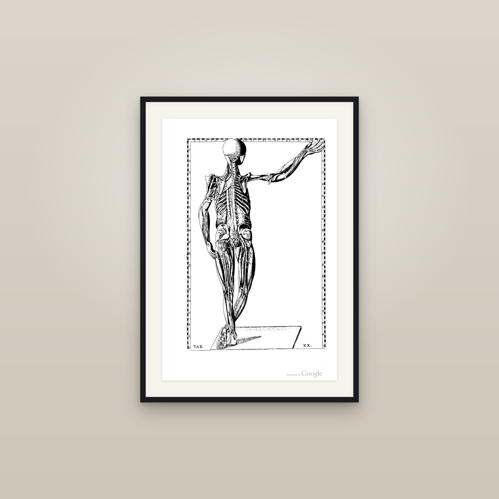 The Muscular System (posterior écorché)