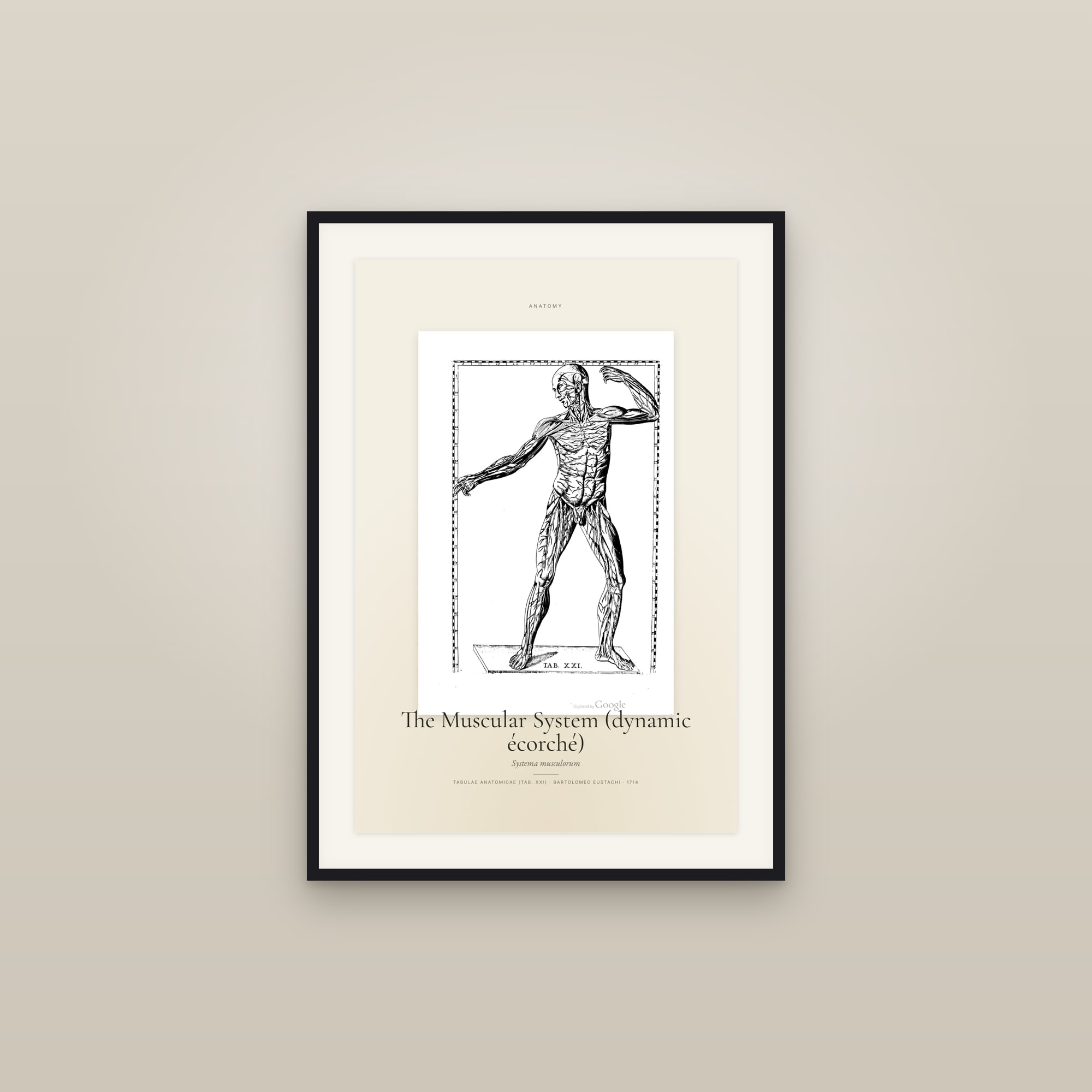 The Muscular System (dynamic écorché) — Specimen