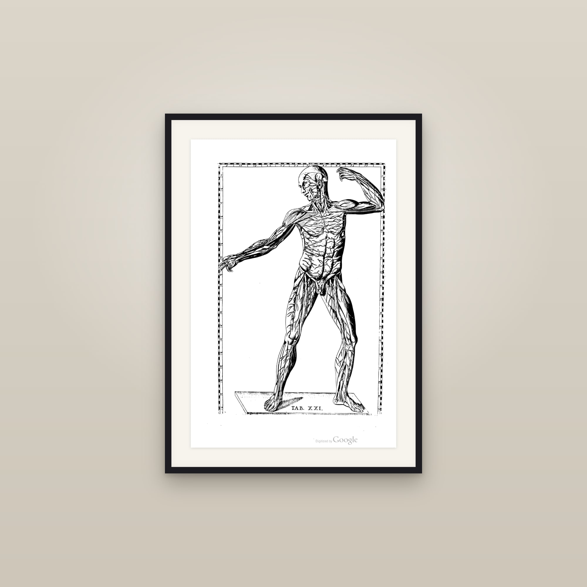The Muscular System (dynamic écorché)