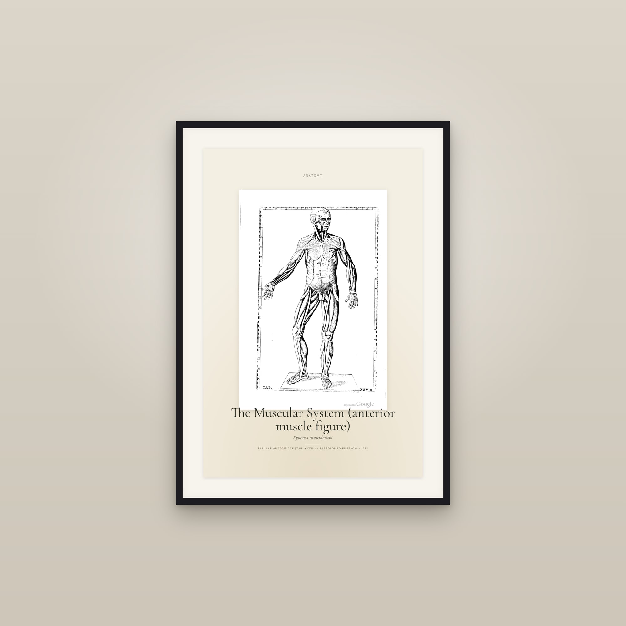 The Muscular System (anterior muscle figure) — Specimen