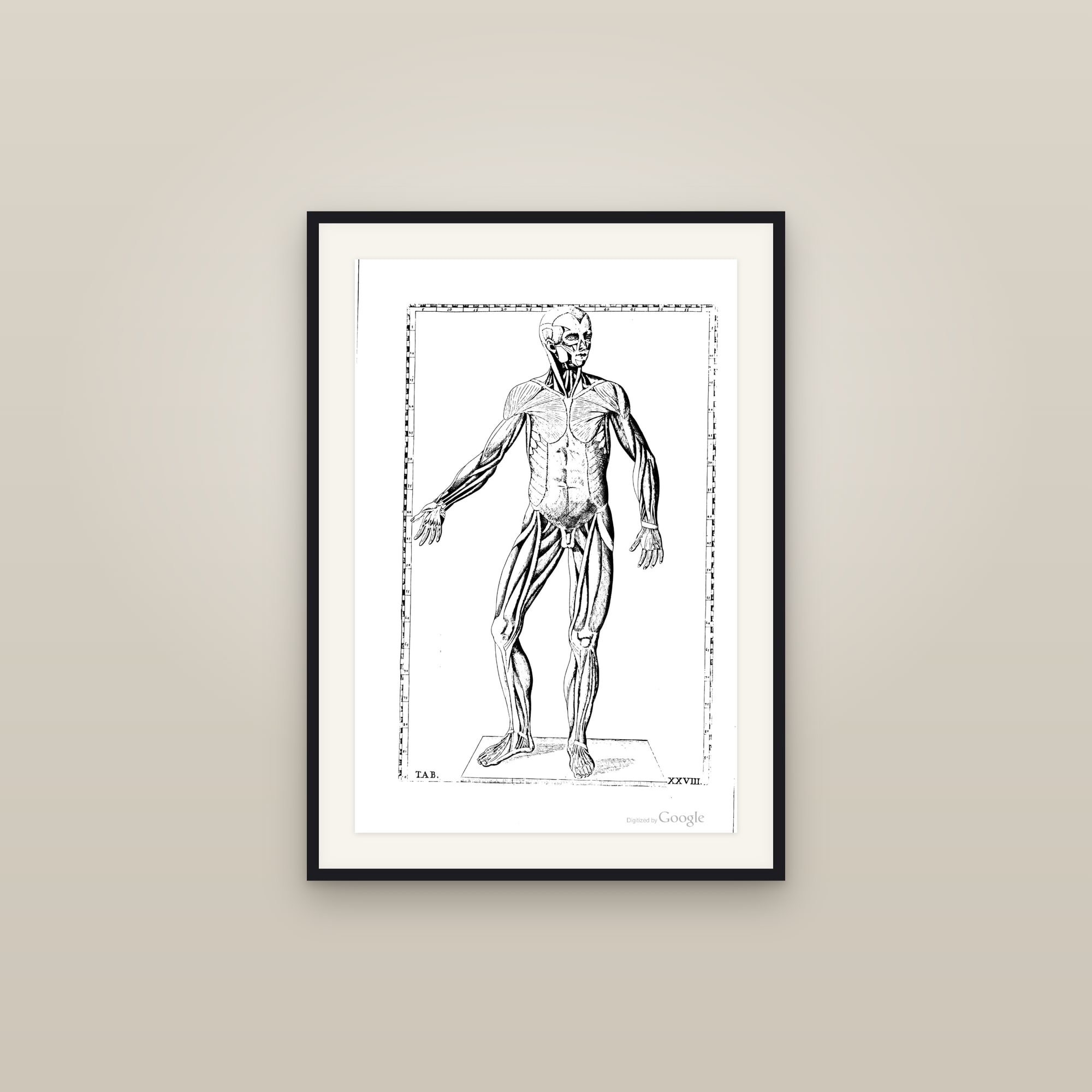 The Muscular System (anterior muscle figure)