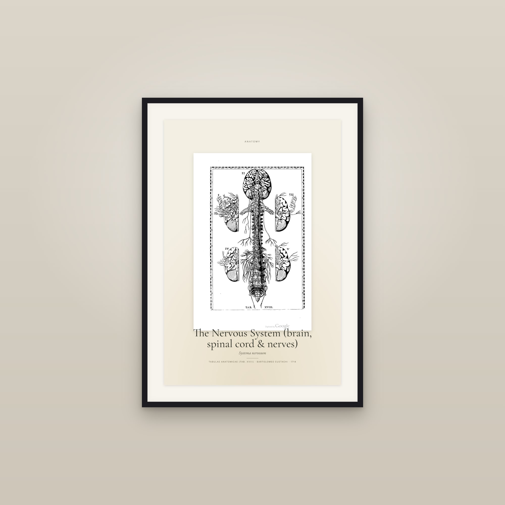The Nervous System (brain, spinal cord & nerves) — Specimen