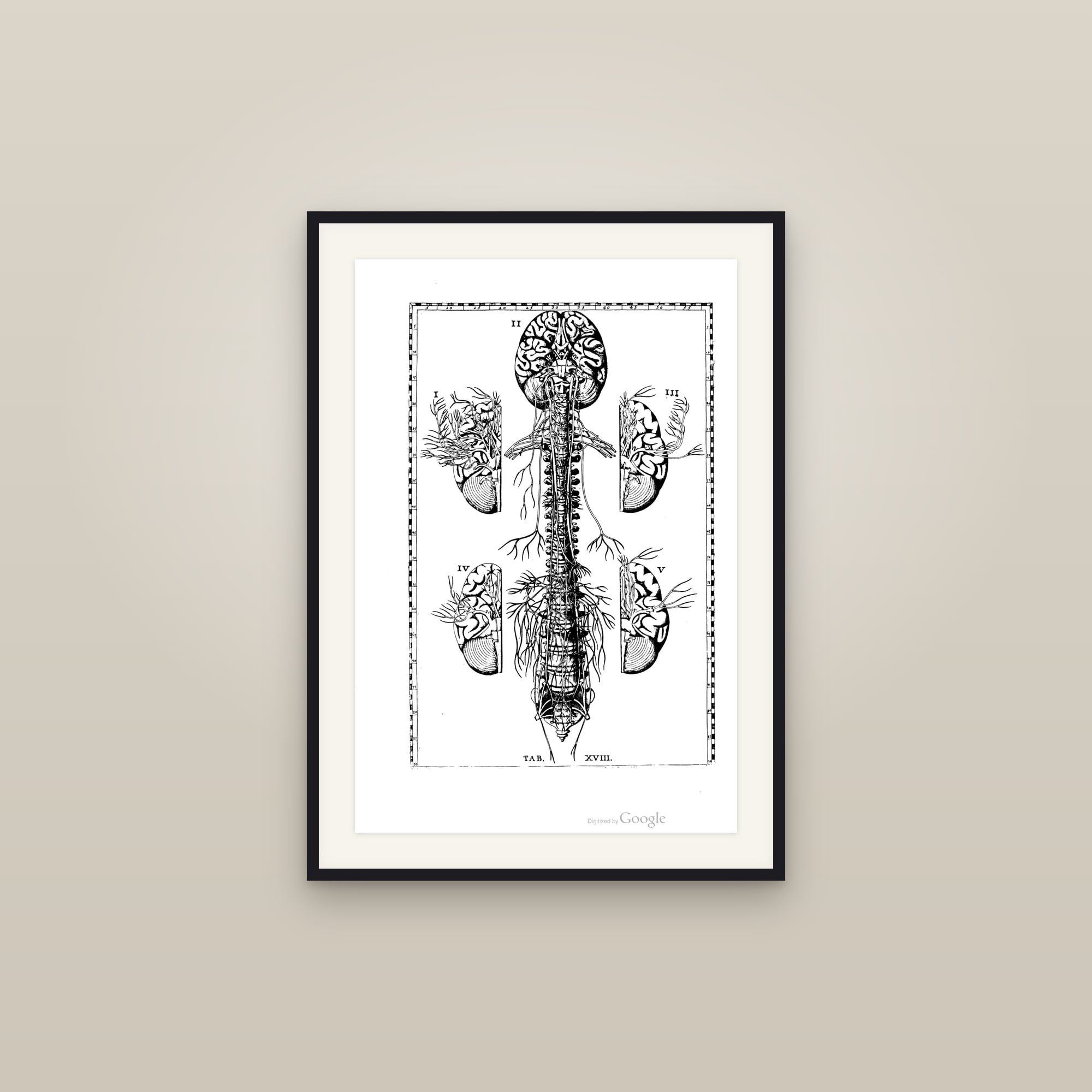 The Nervous System (brain, spinal cord & nerves)