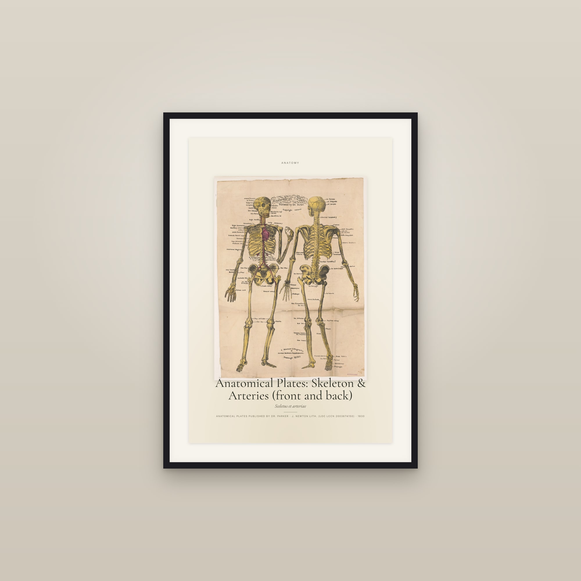 Anatomical Plates: Skeleton & Arteries (front and back) — Specimen