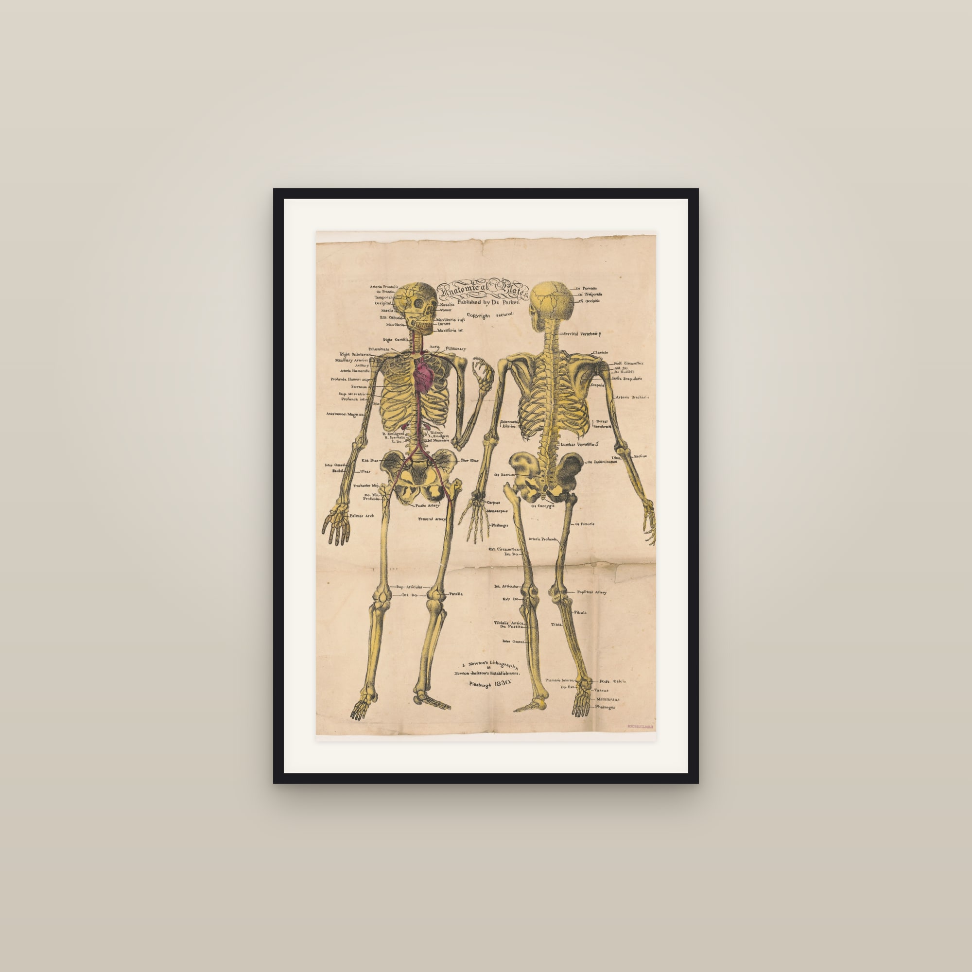 Anatomical Plates: Skeleton & Arteries (front and back)