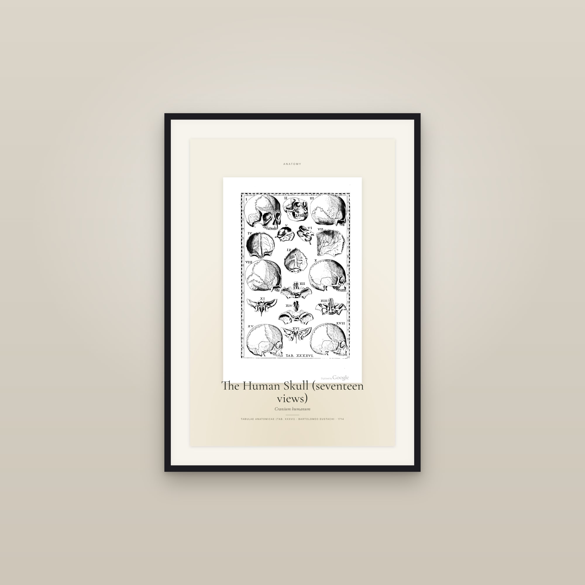 The Human Skull (seventeen views) — Specimen