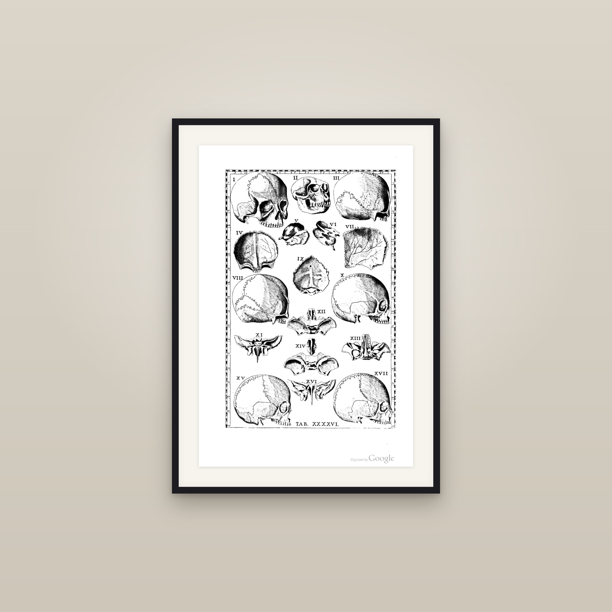 The Human Skull (seventeen views)