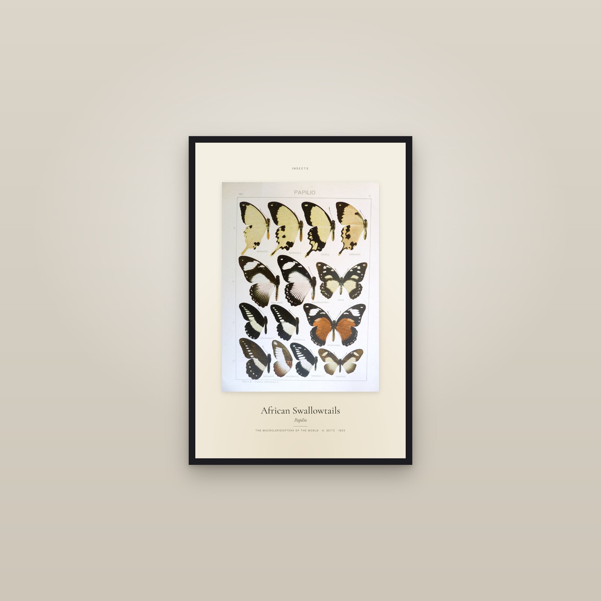 African Swallowtails — Specimen