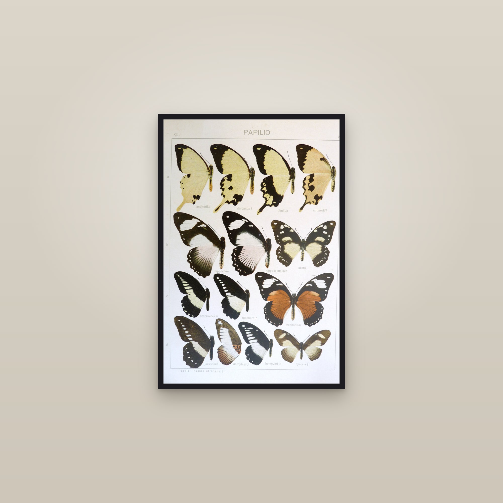 African Swallowtails
