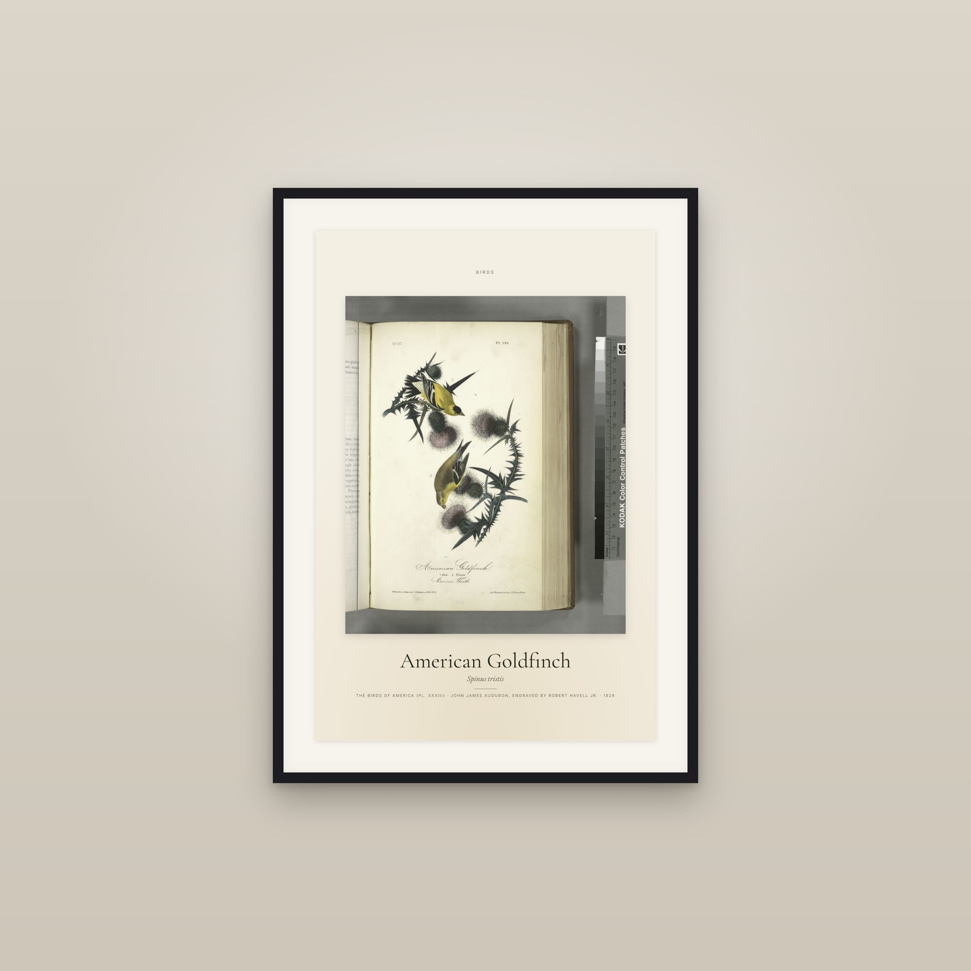 American Goldfinch — Specimen