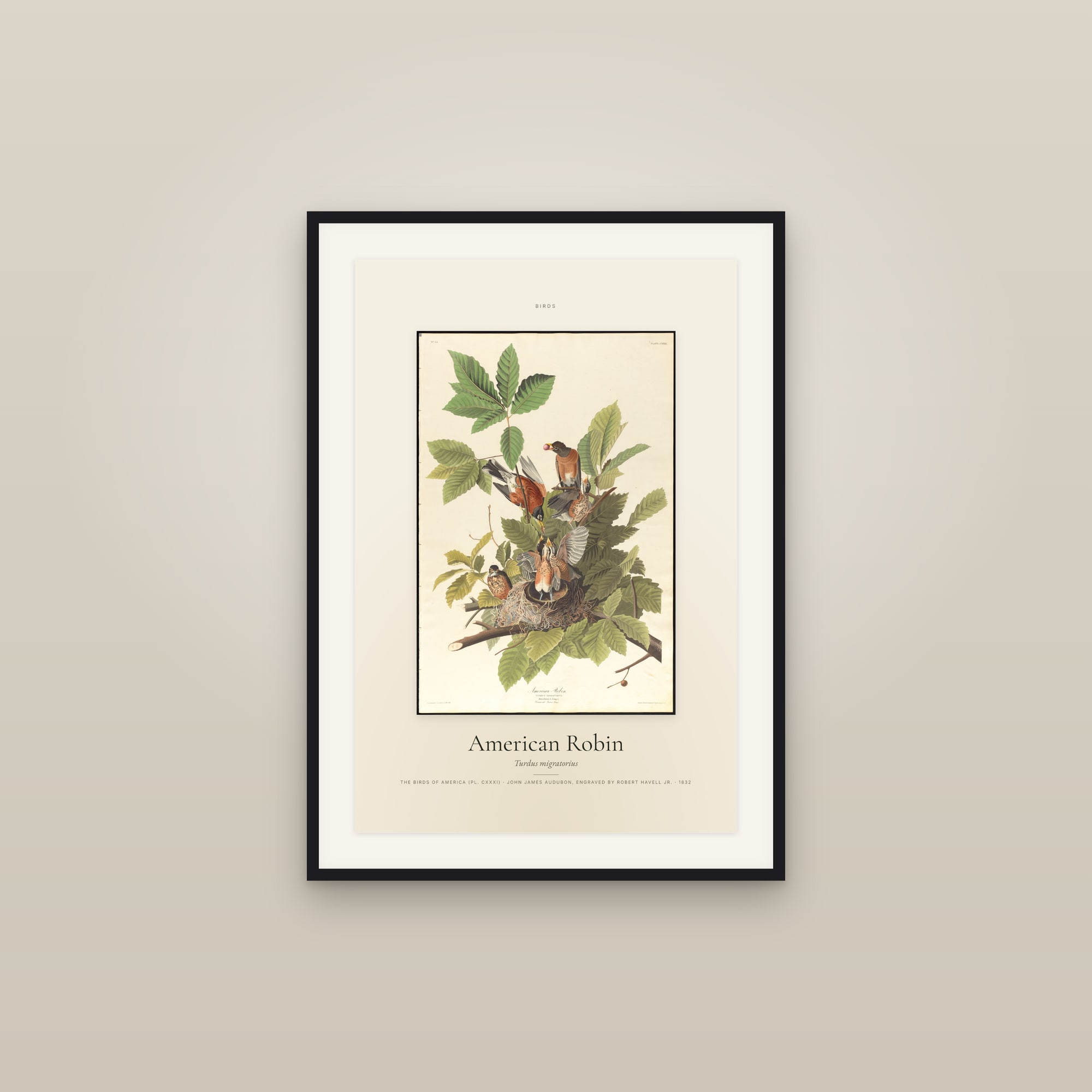 American Robin — Specimen