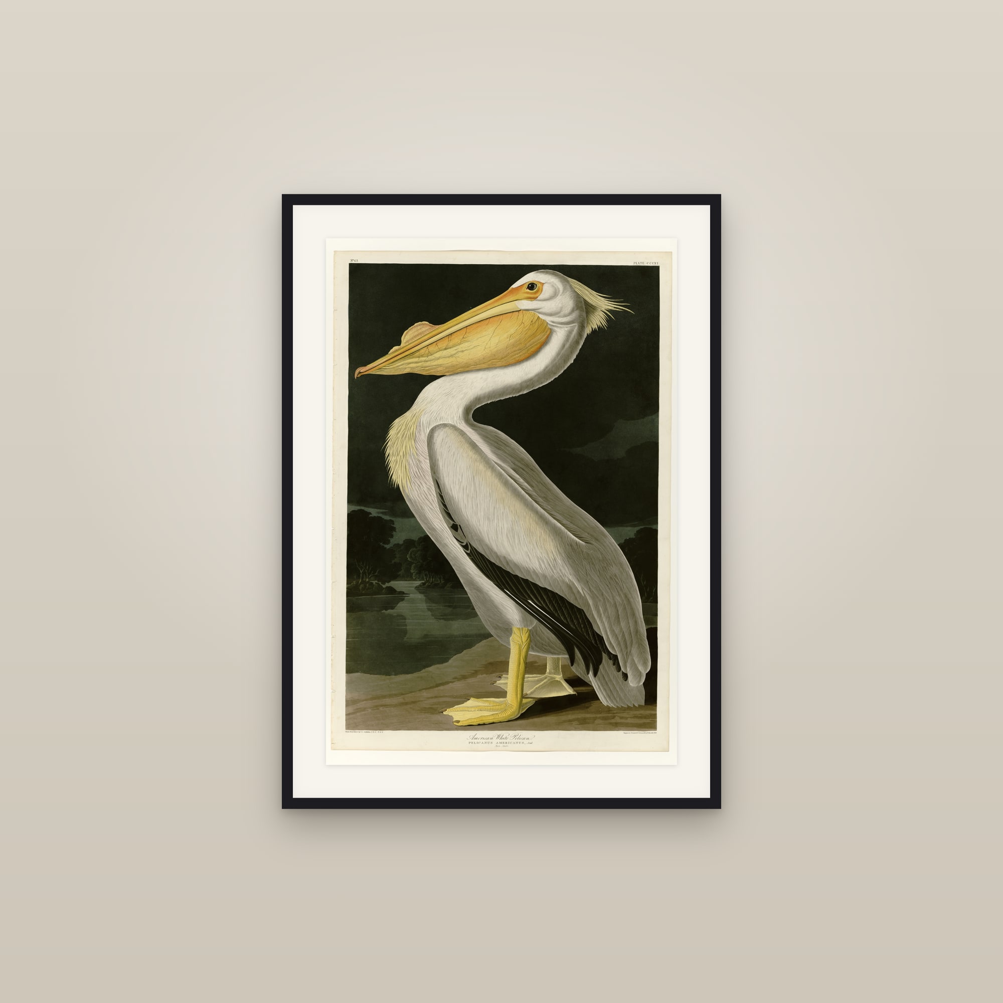 American White Pelican