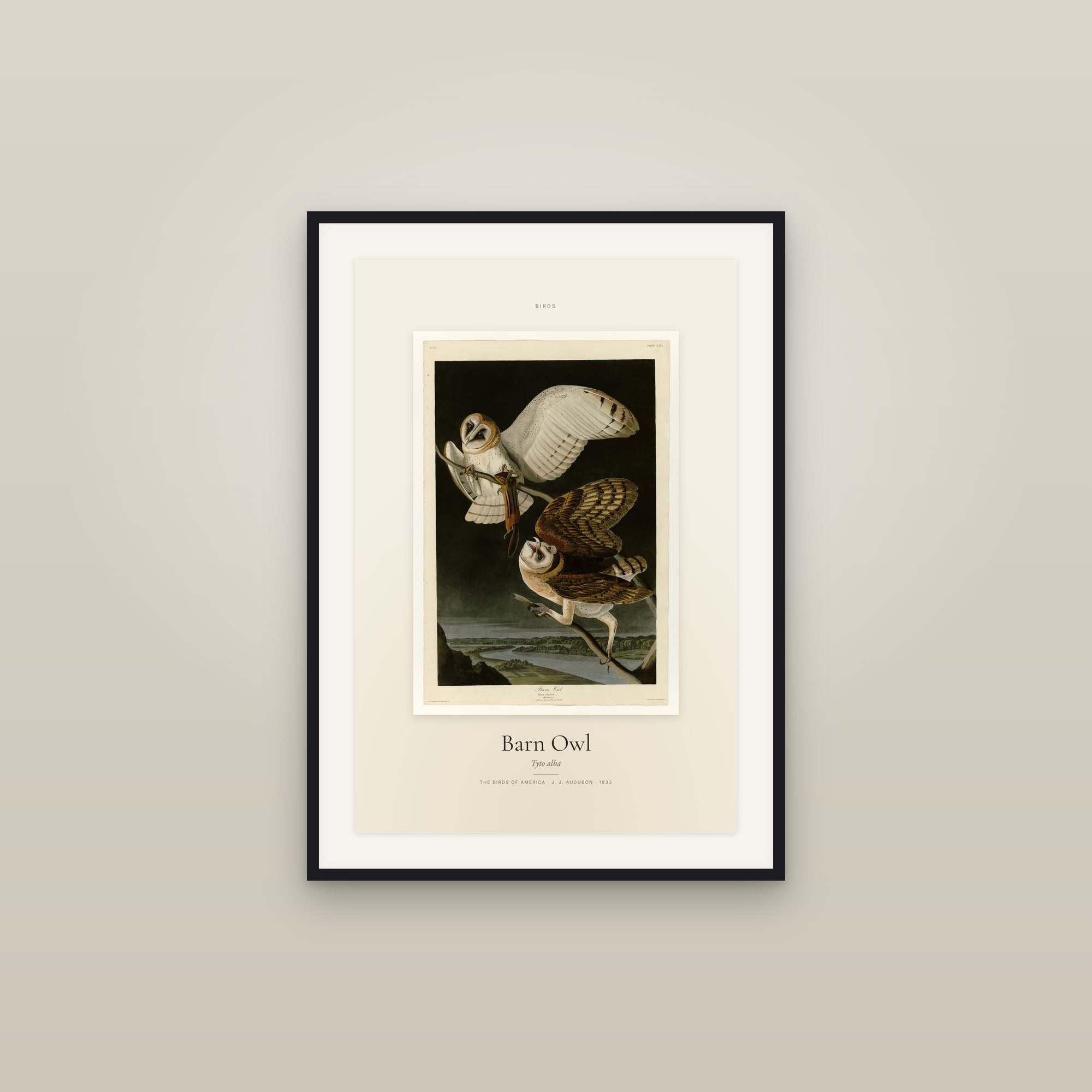 Barn Owl — Specimen