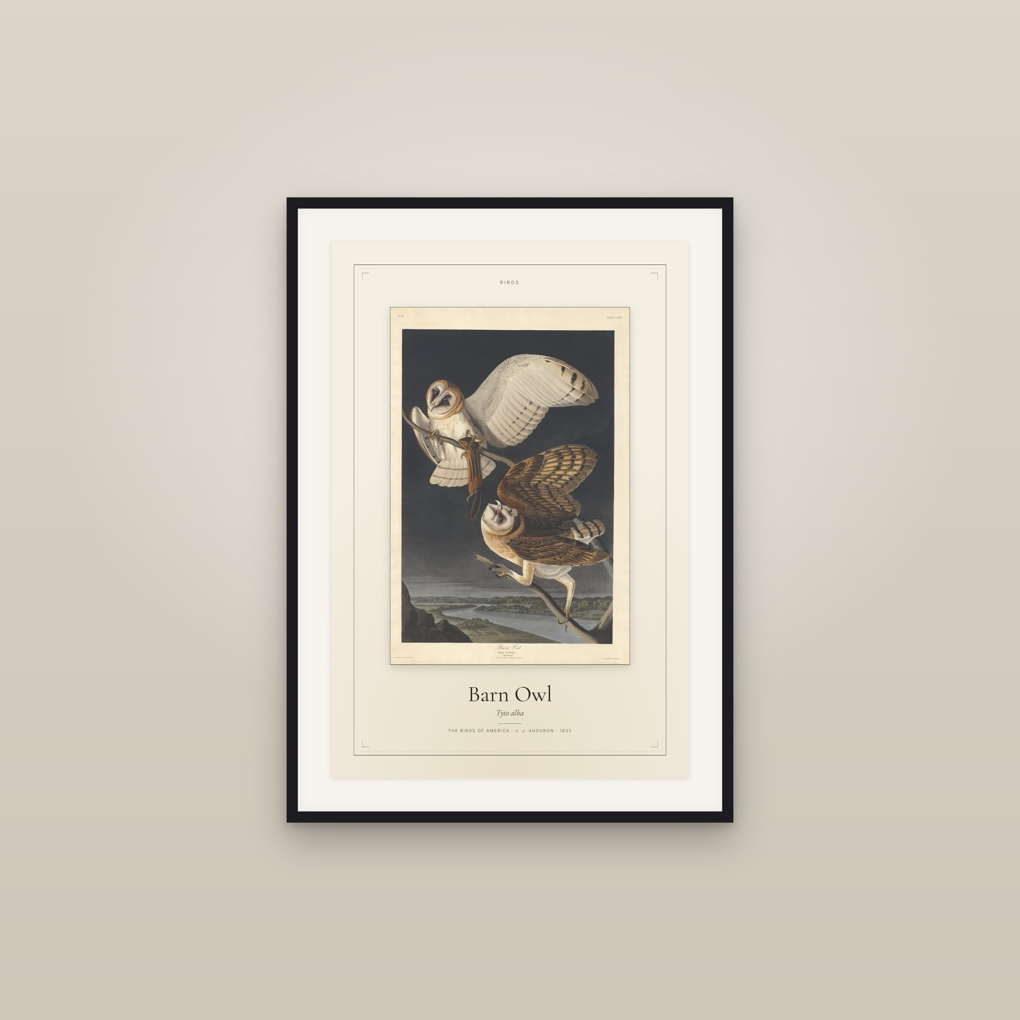 Barn Owl
