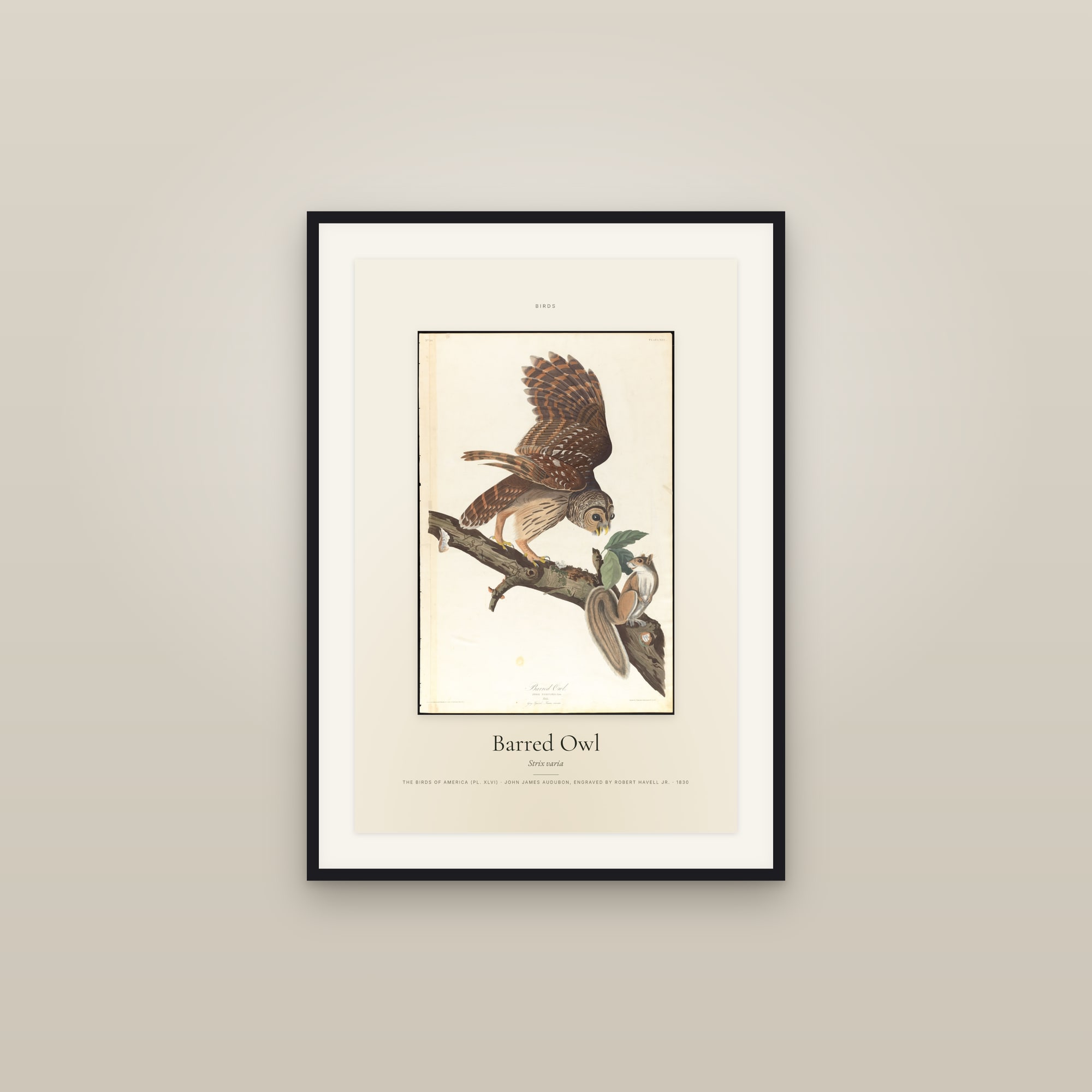 Barred Owl — Specimen