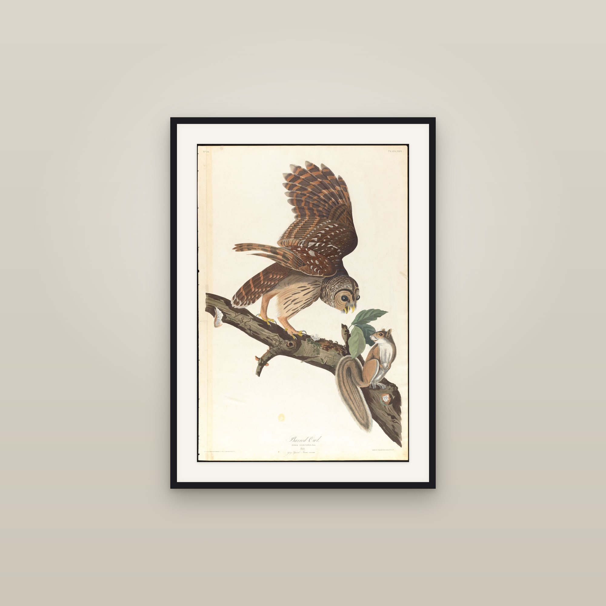 Barred Owl