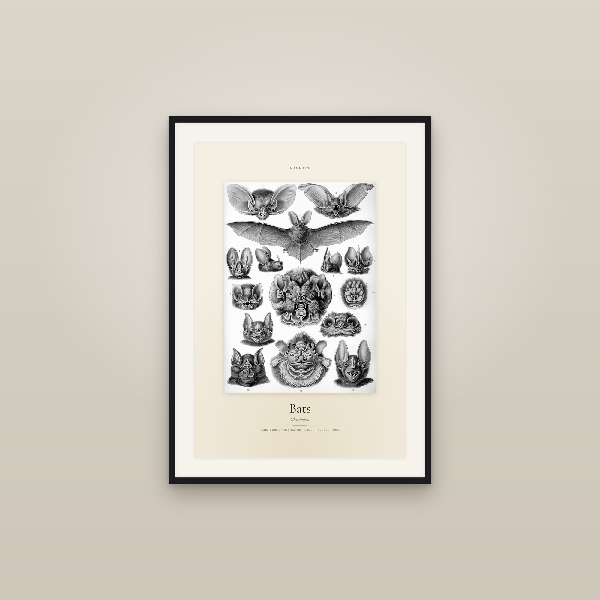 Bats — Specimen