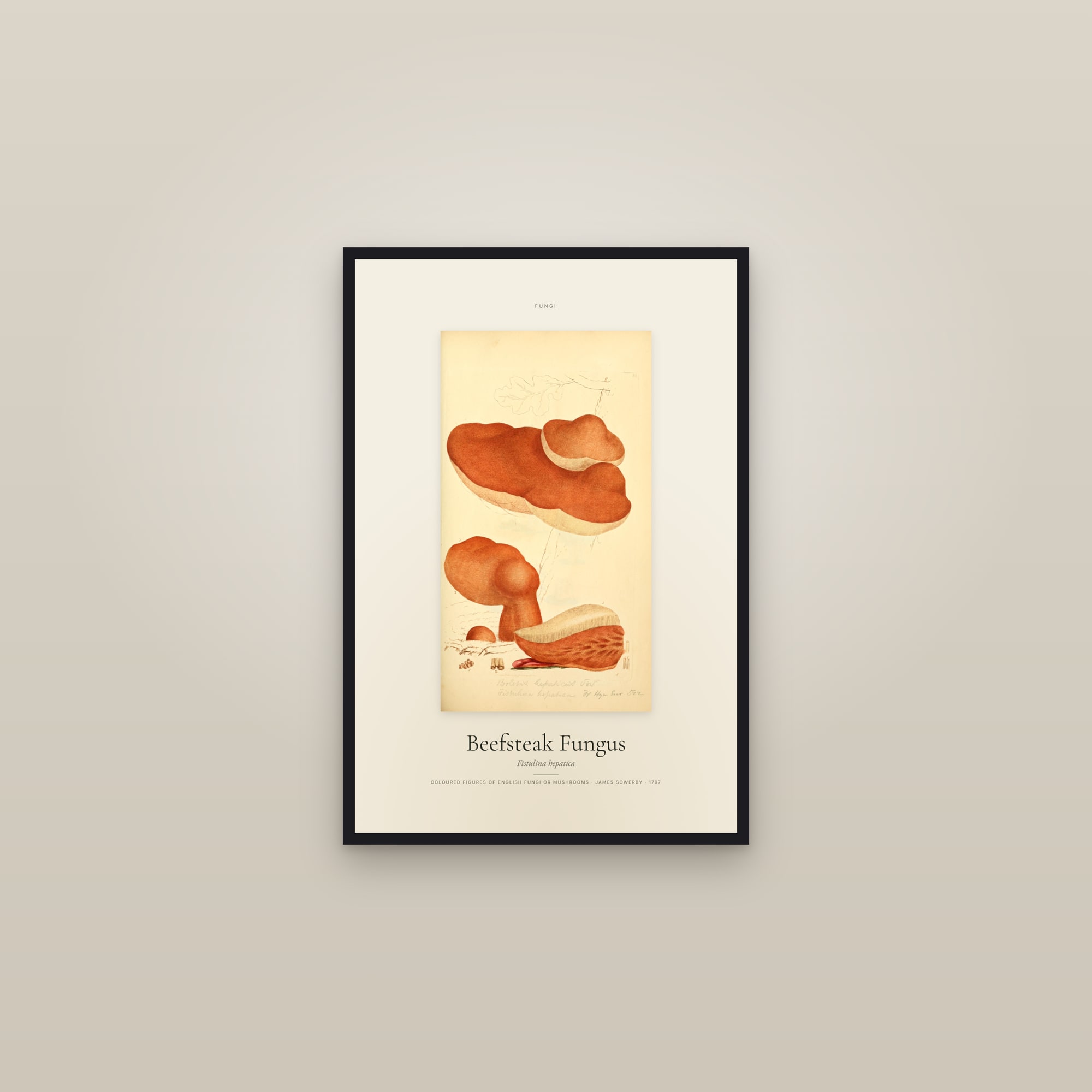 Beefsteak Fungus — Specimen
