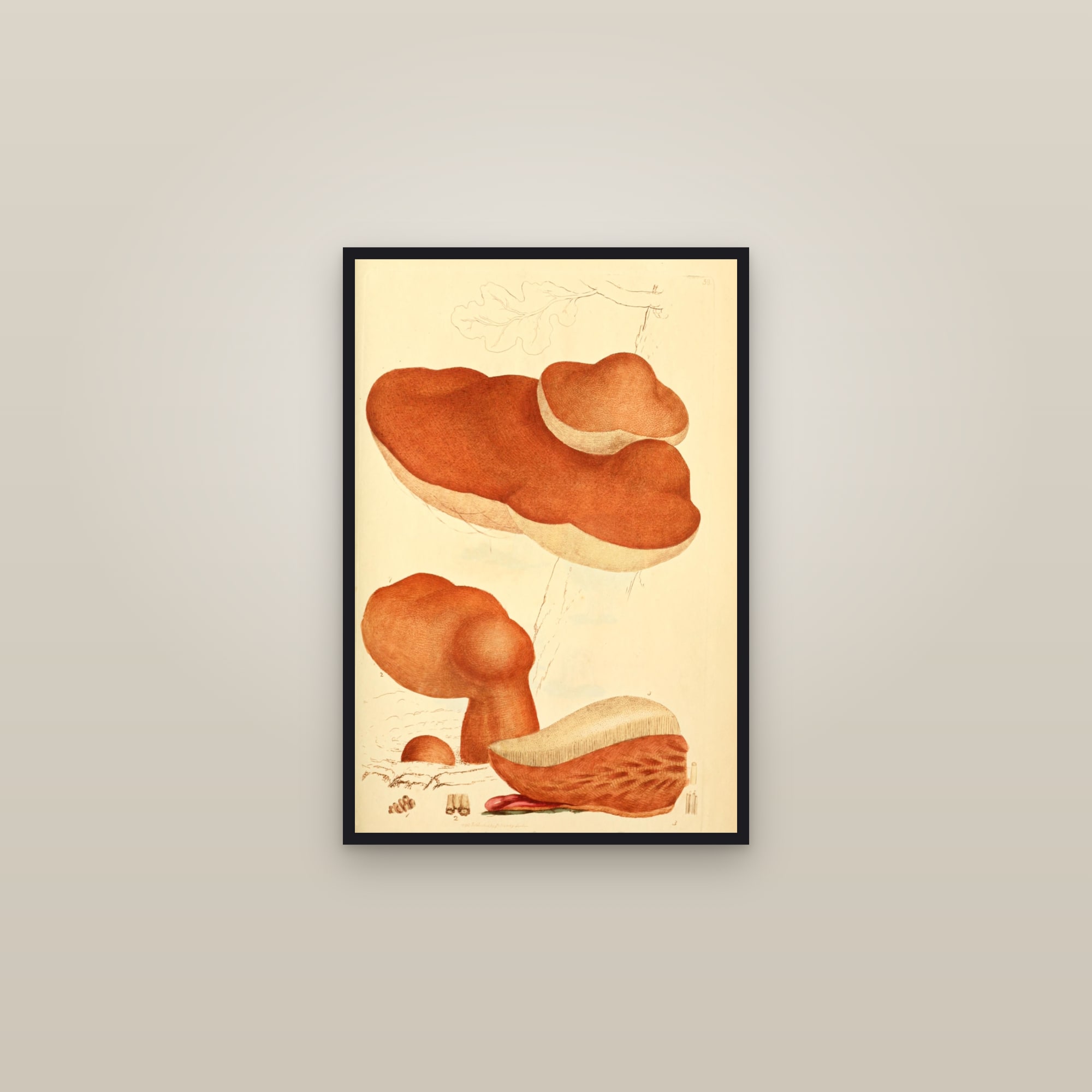 Beefsteak Fungus