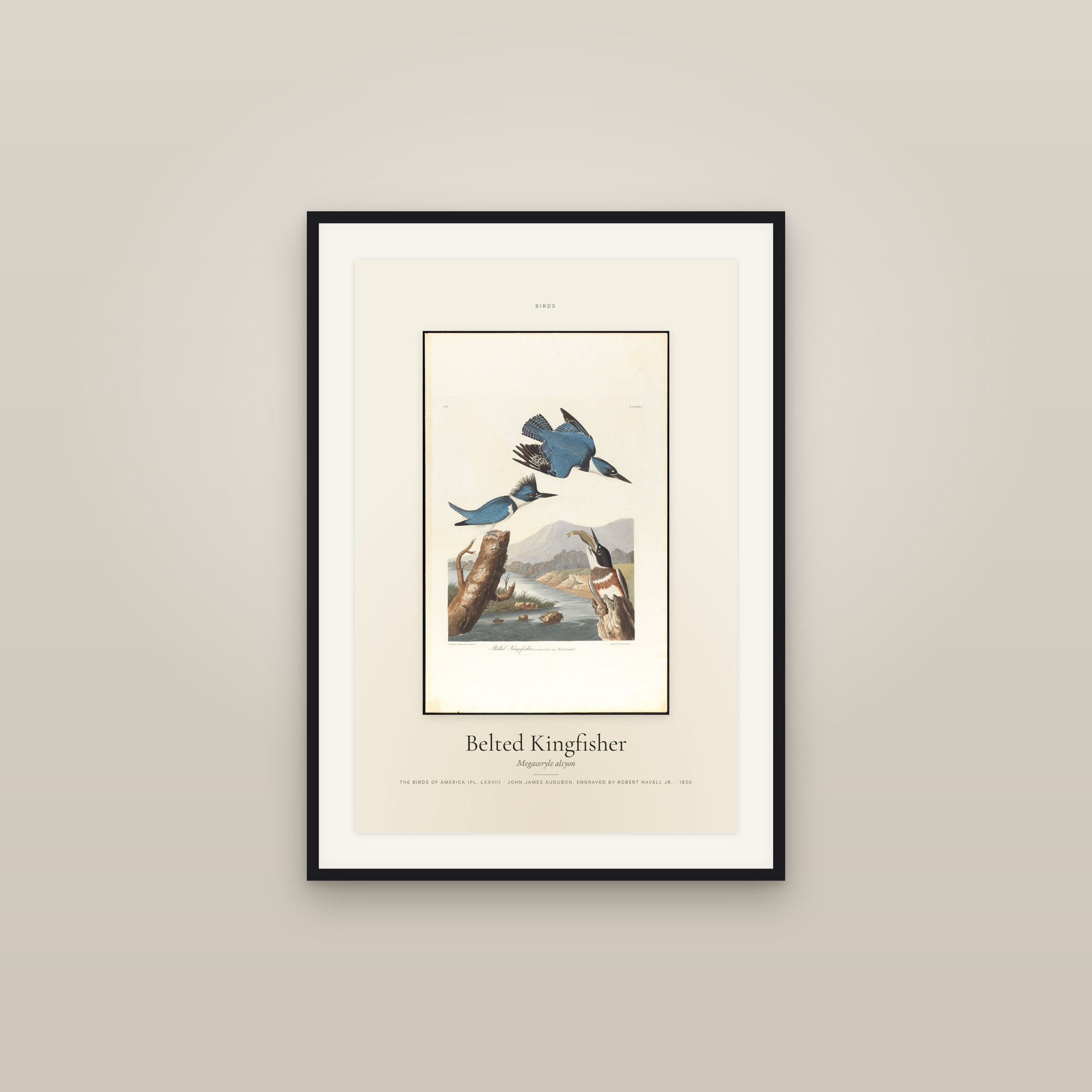 Belted Kingfisher — Specimen