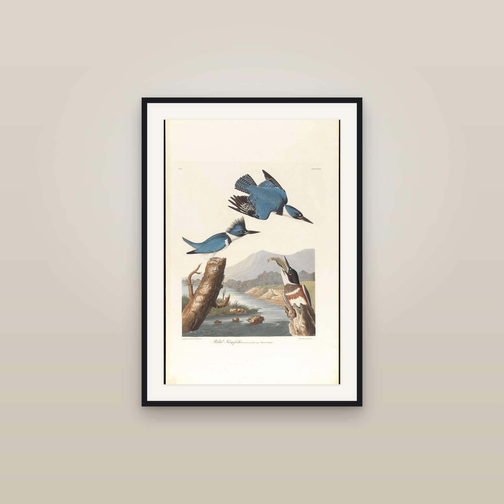 Belted Kingfisher