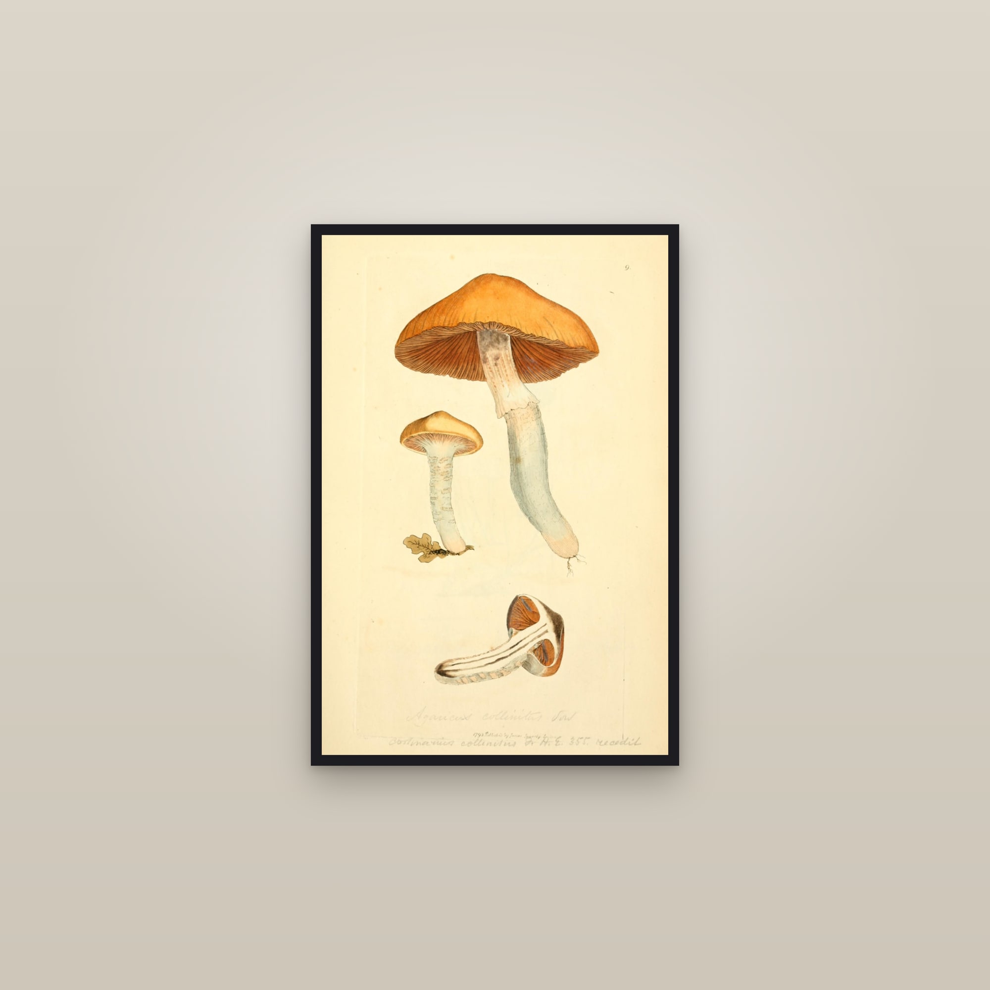 Belted Slimy Webcap