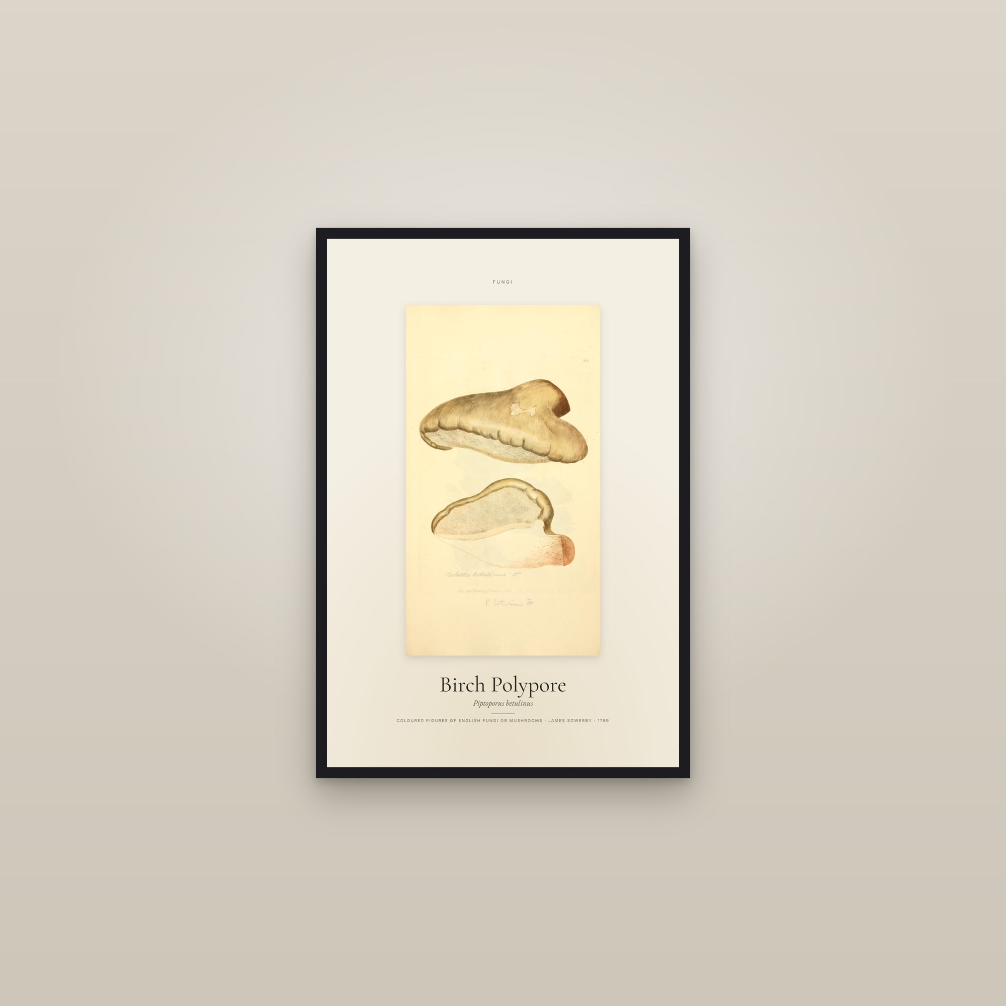 Birch Polypore — Specimen