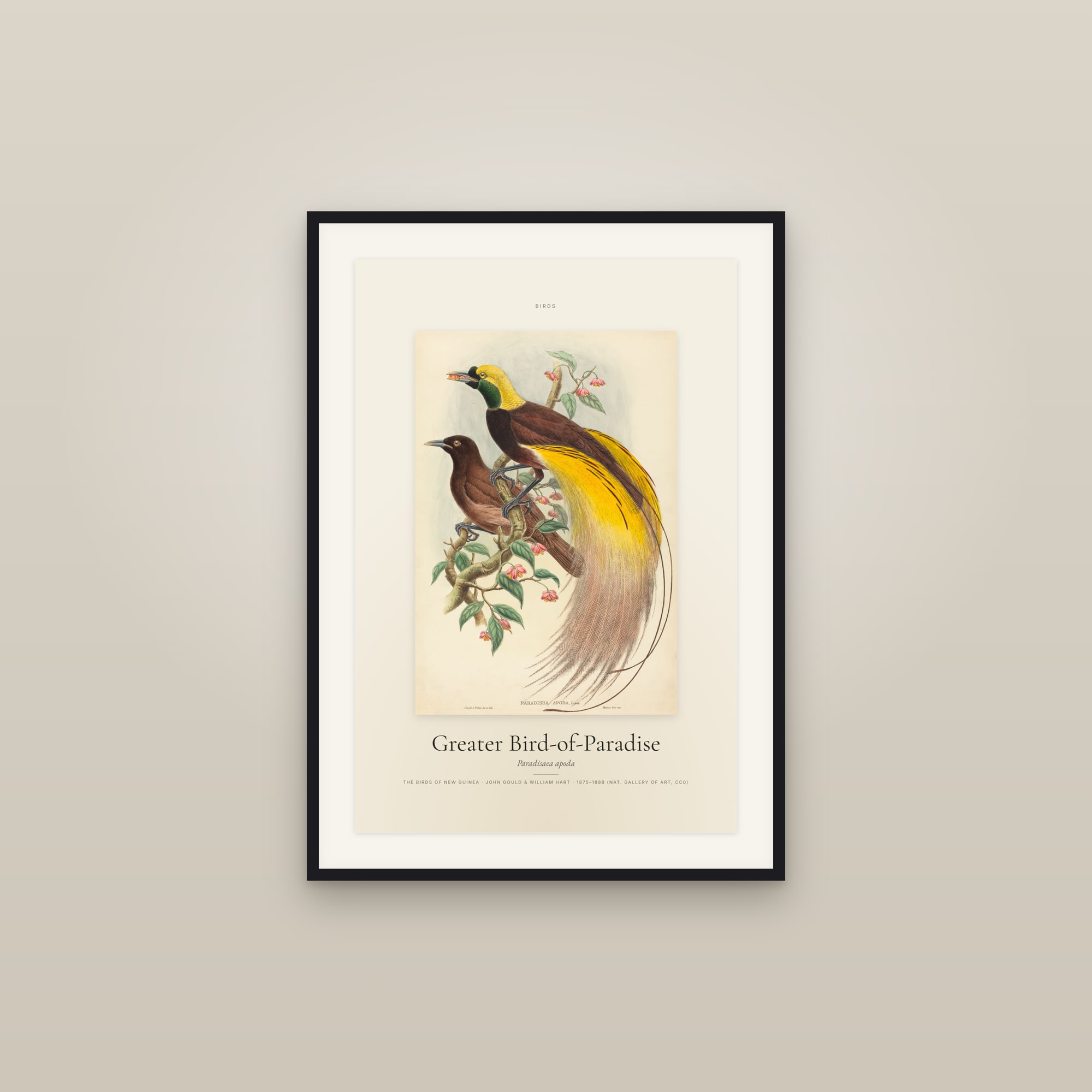 Greater Bird-of-Paradise — Specimen
