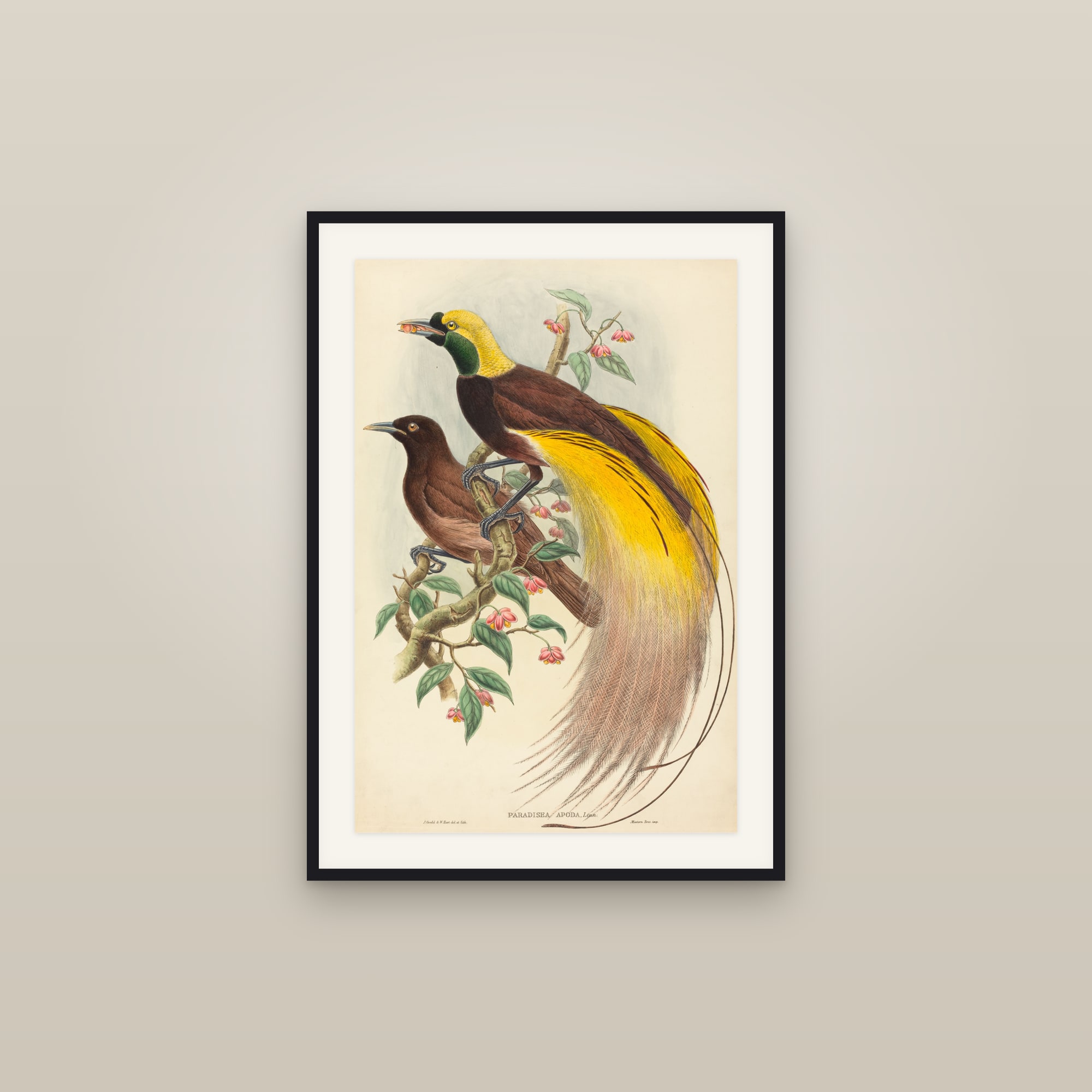 Greater Bird-of-Paradise