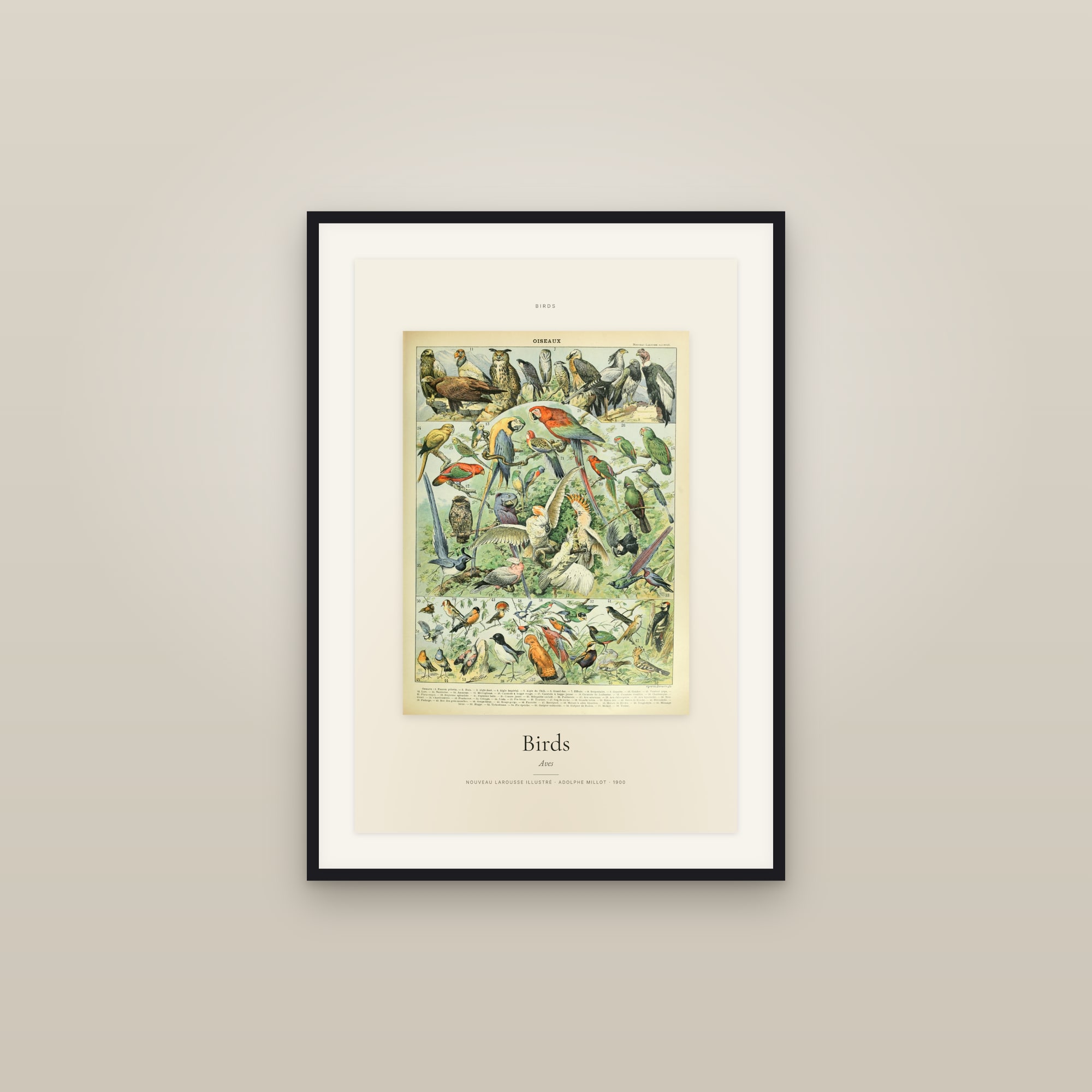 Birds — Specimen