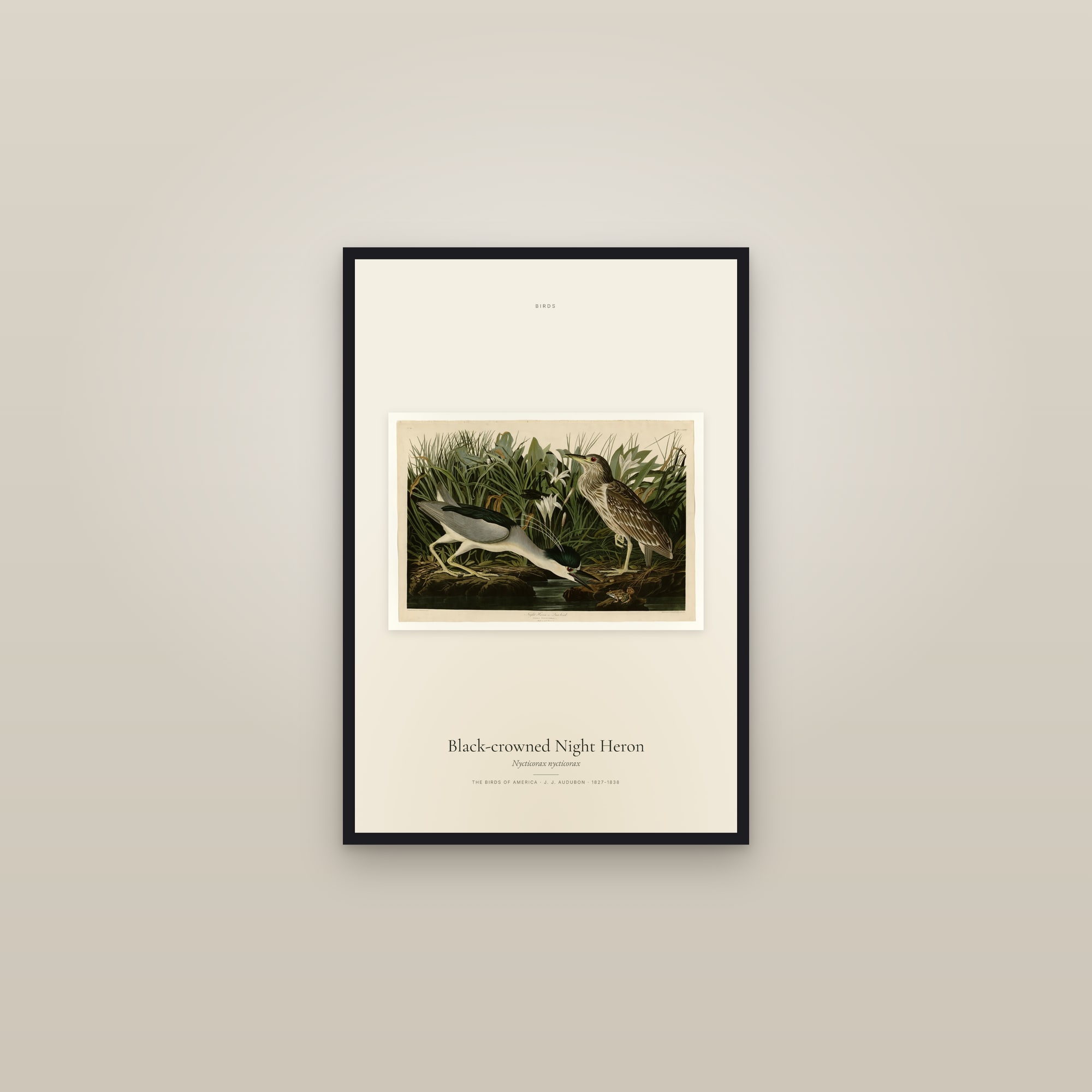 Black-crowned Night Heron