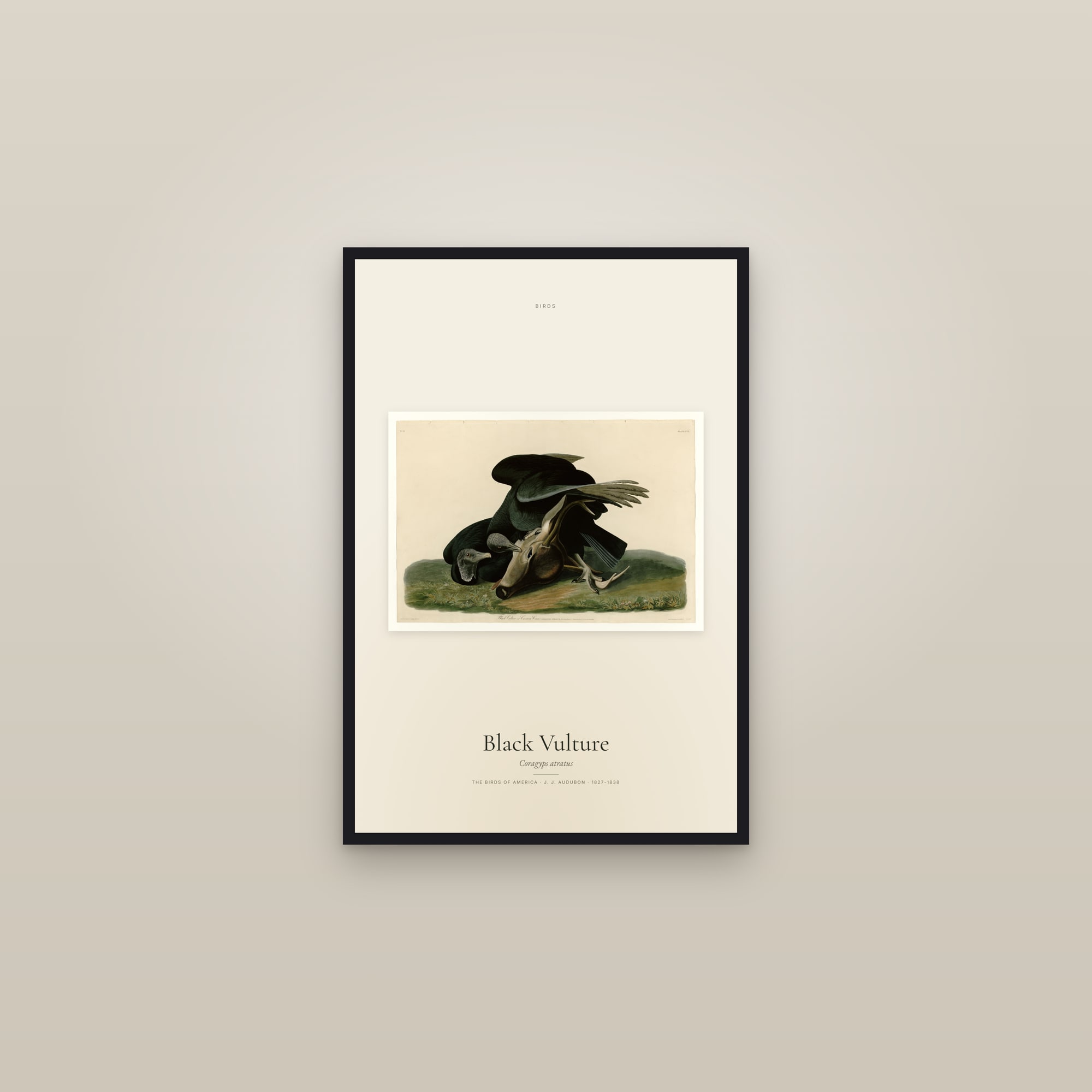 Black Vulture
