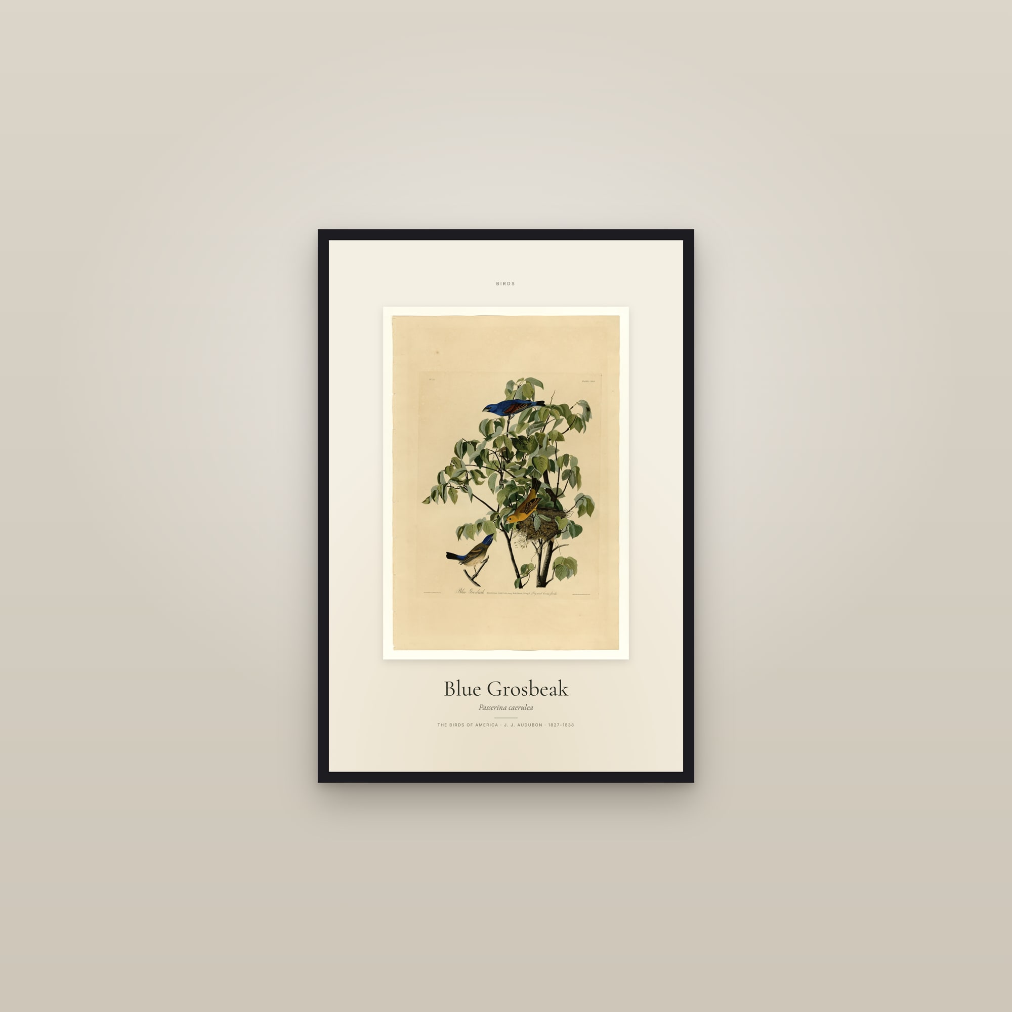 Blue Grosbeak — Specimen