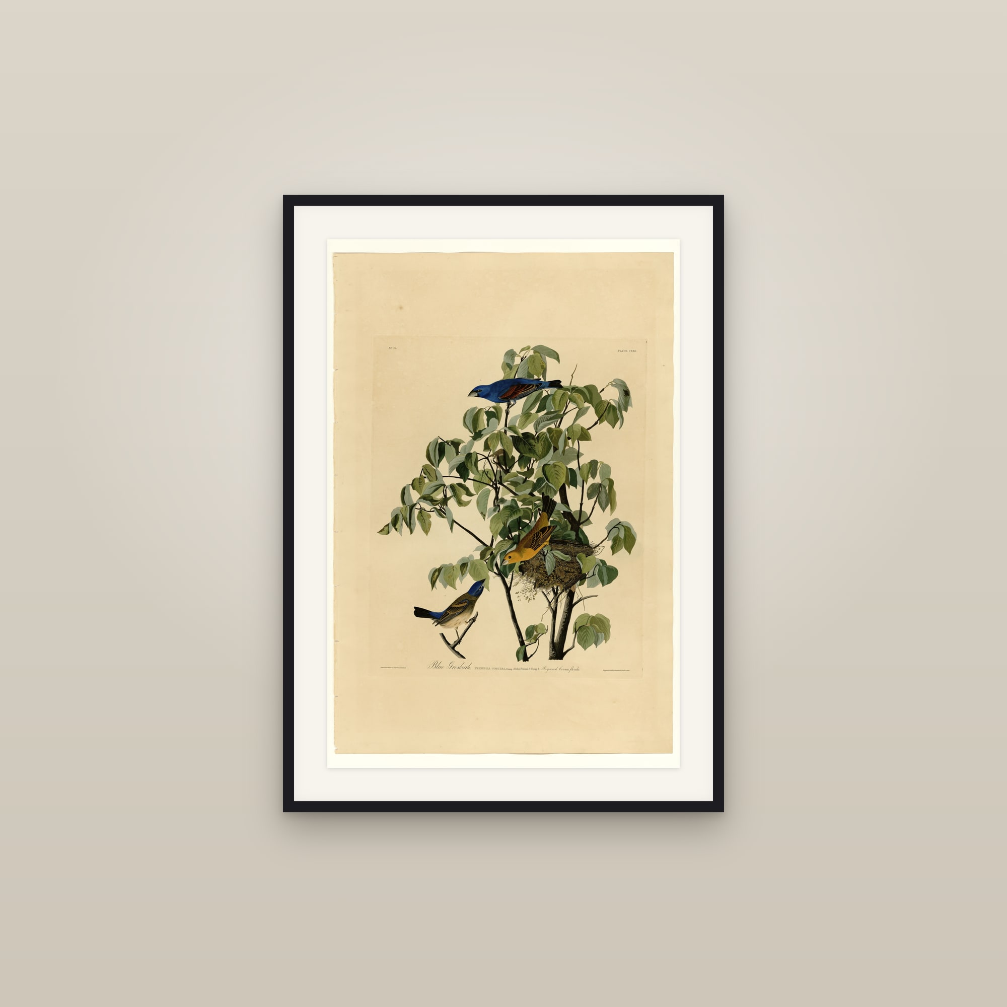 Blue Grosbeak