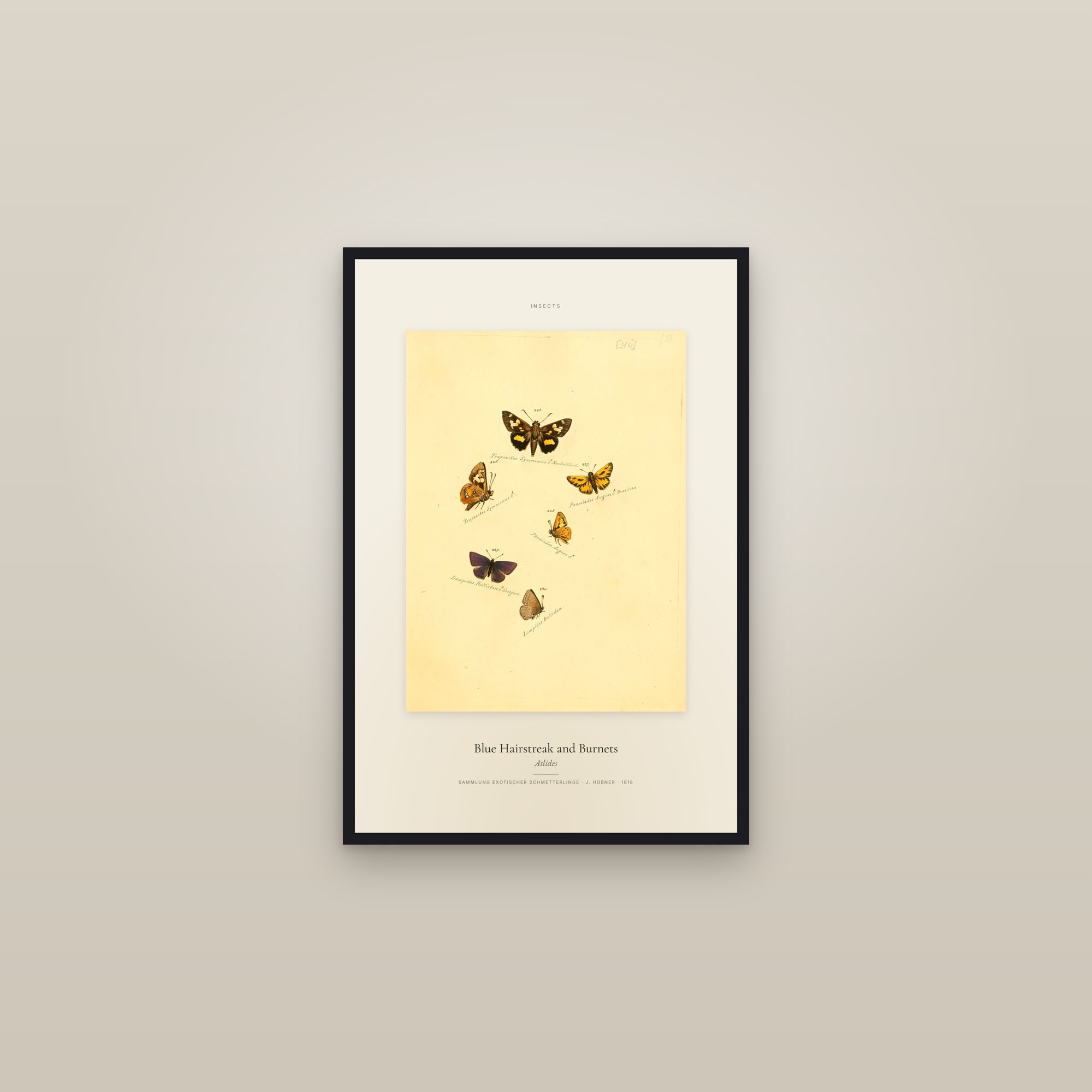 Blue Hairstreak and Burnets — Specimen