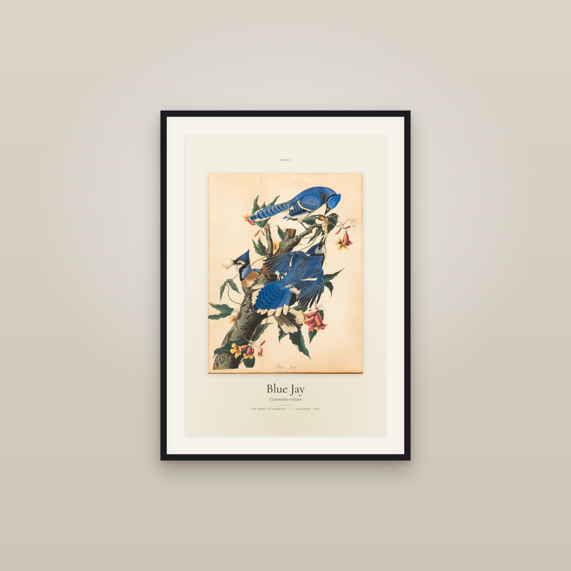 Blue Jay — Specimen