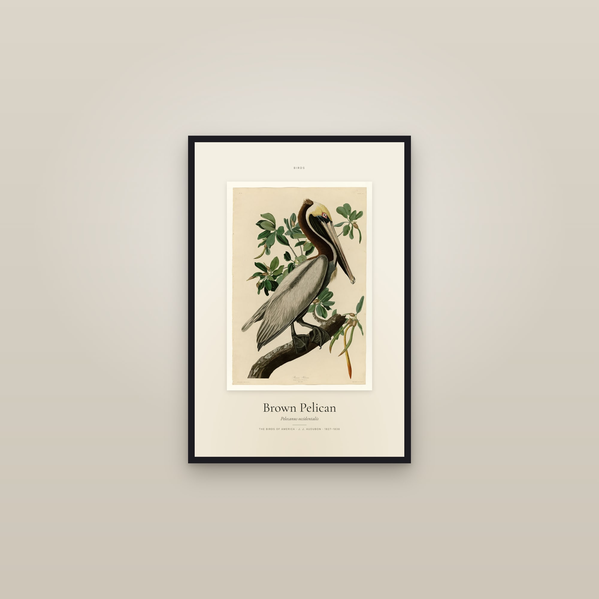 Brown Pelican — Specimen