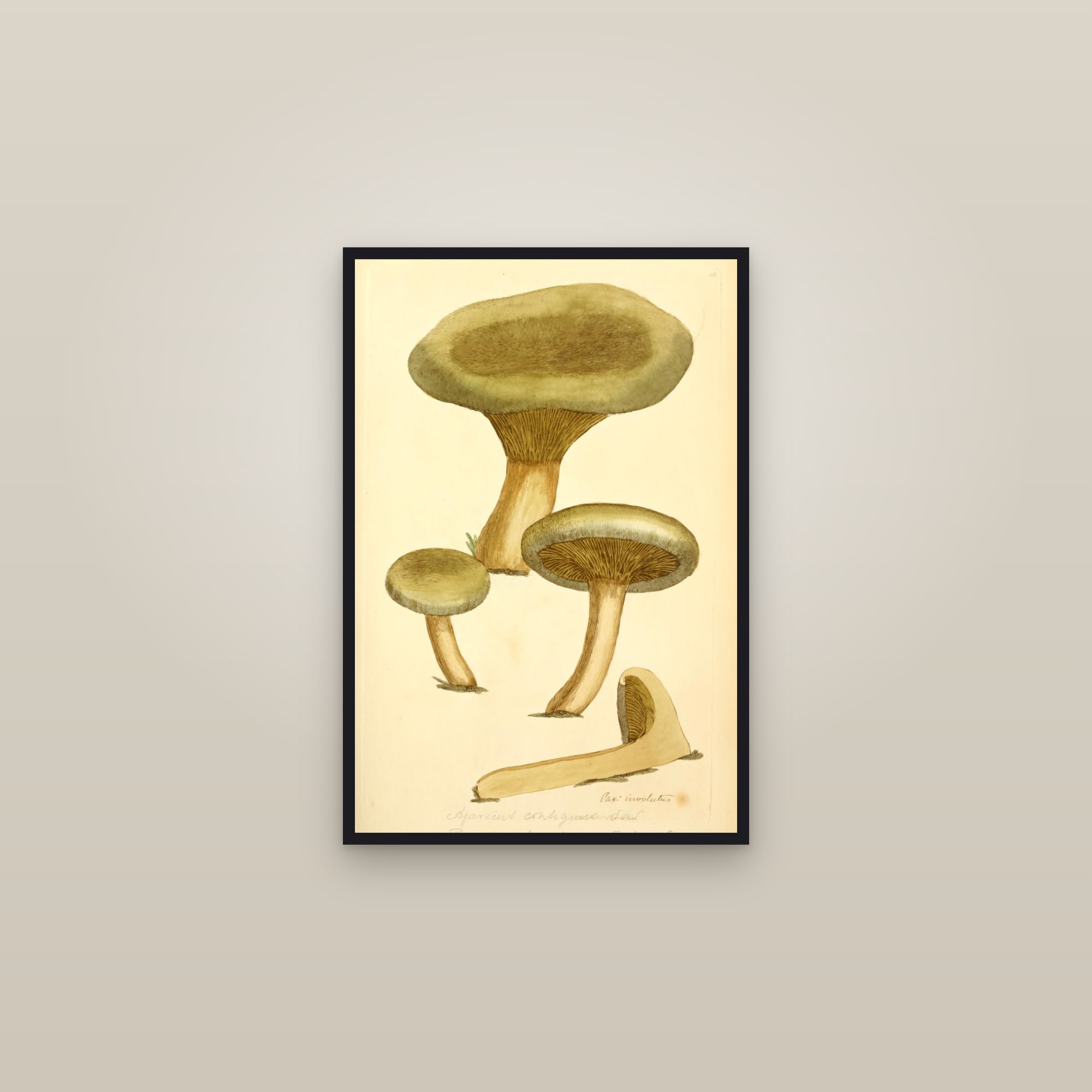 Brown Rollrim