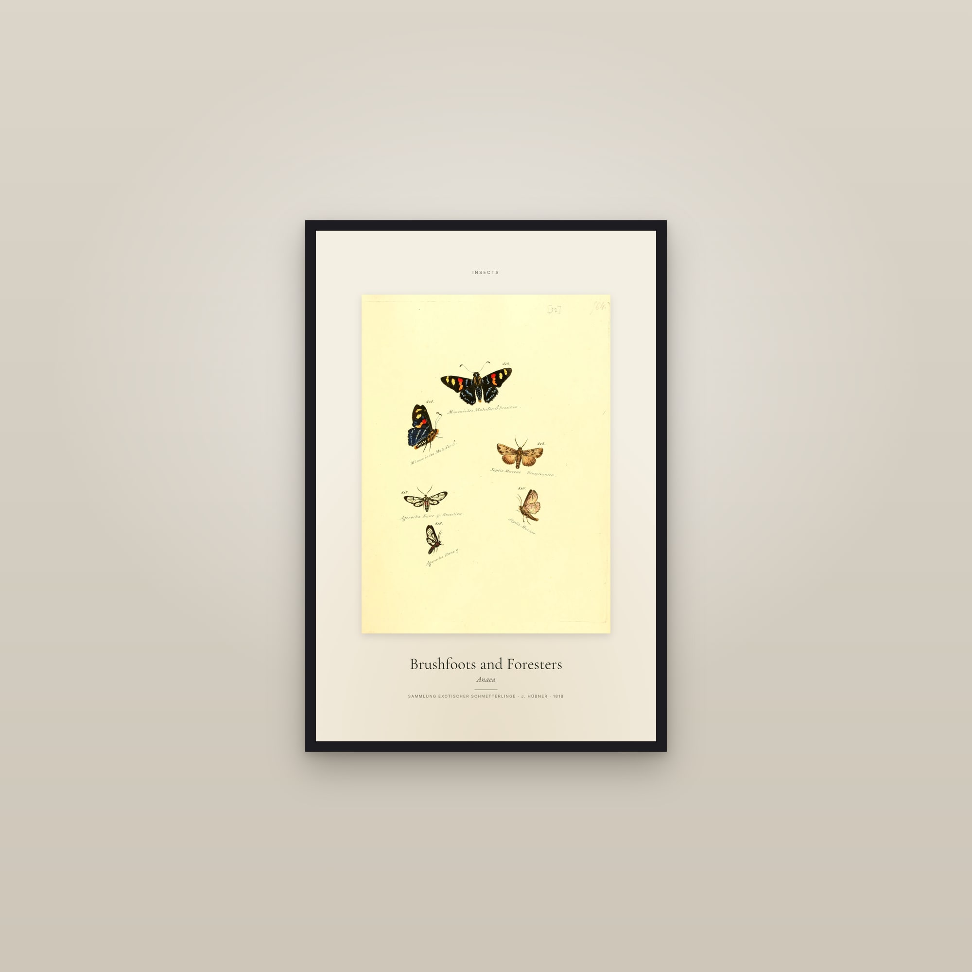 Brushfoots and Foresters — Specimen