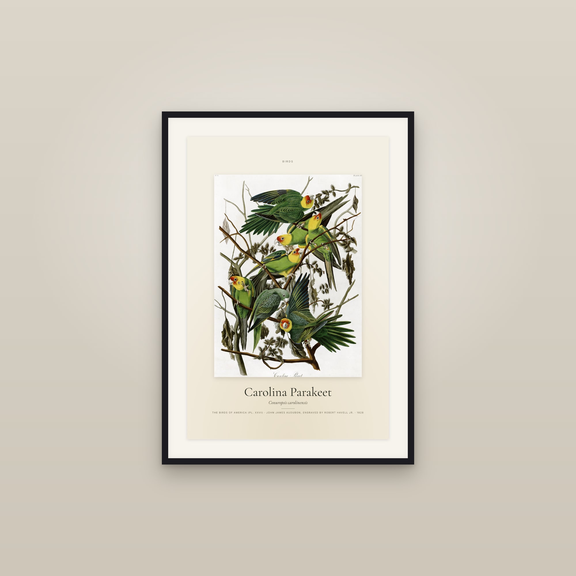Carolina Parakeet — Specimen