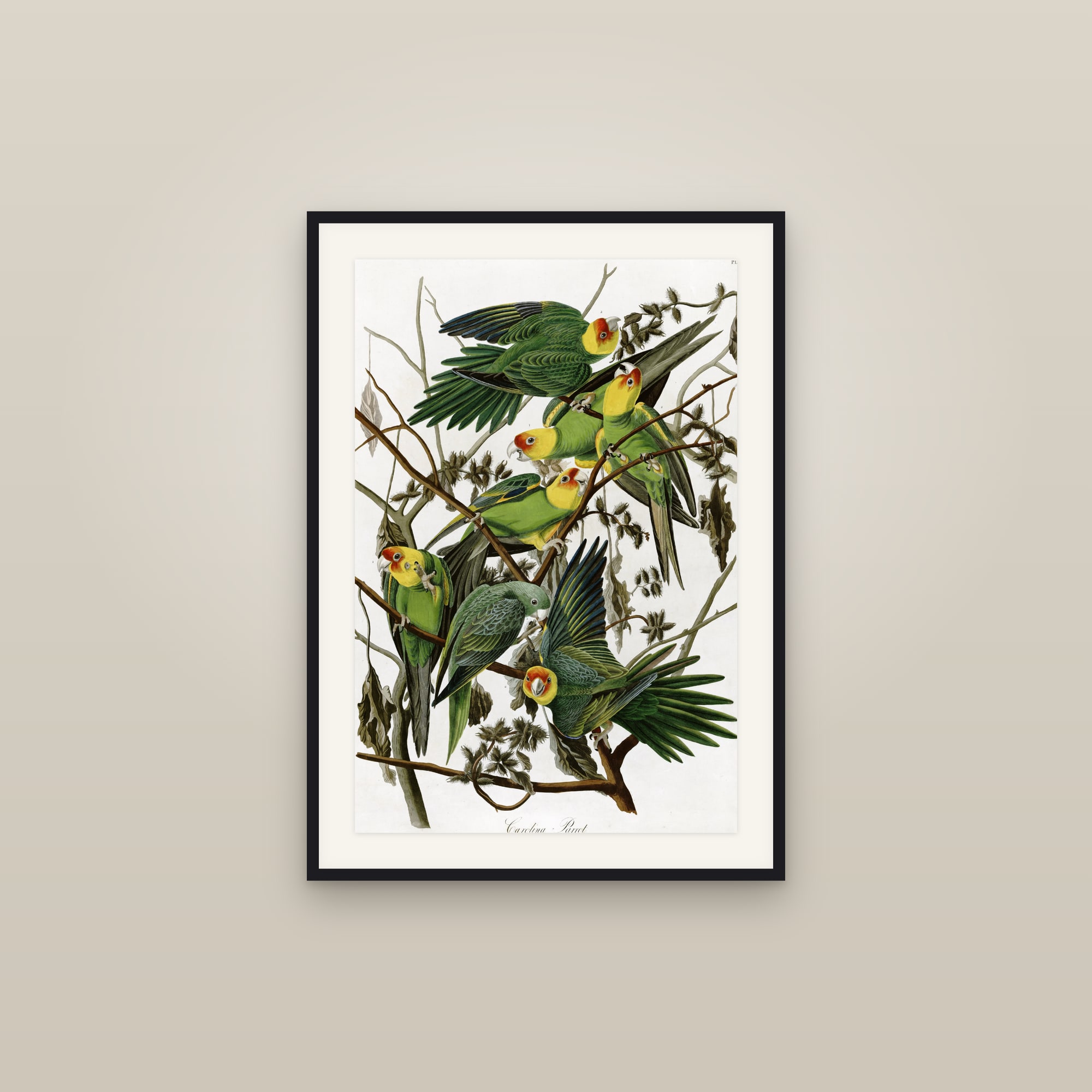 Carolina Parakeet