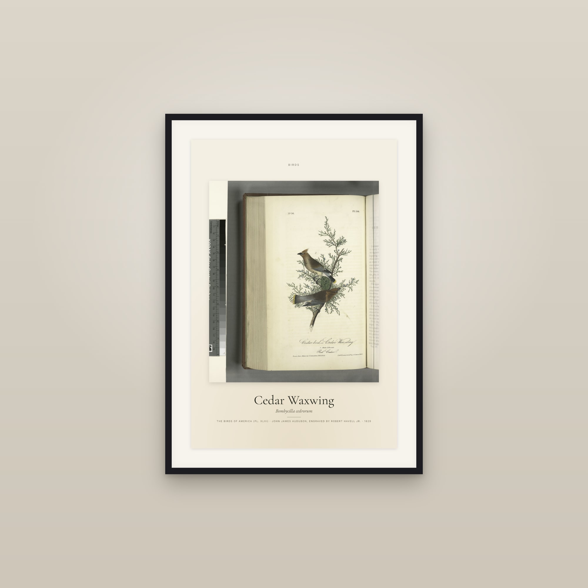 Cedar Waxwing — Specimen