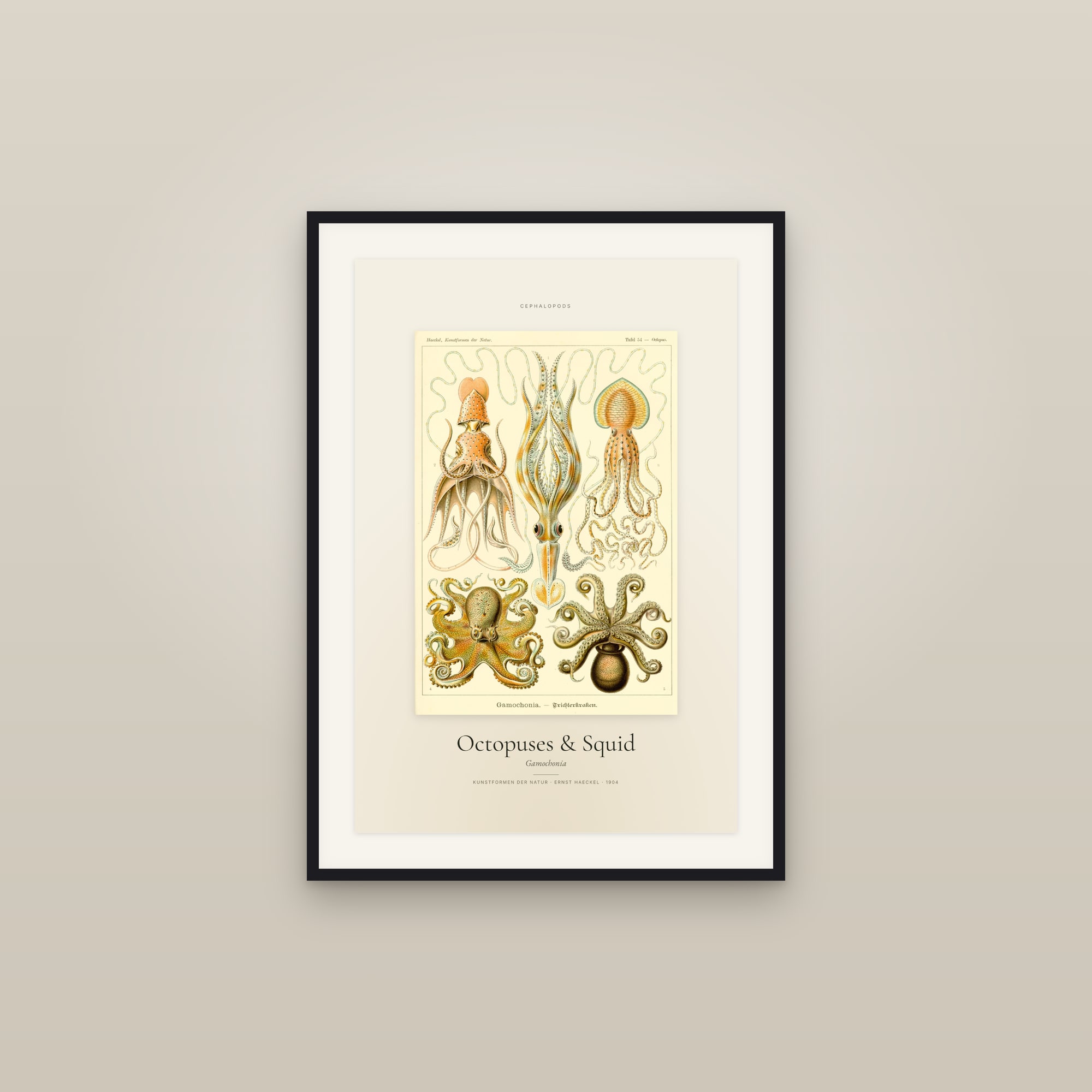 Octopuses & Squid — Specimen