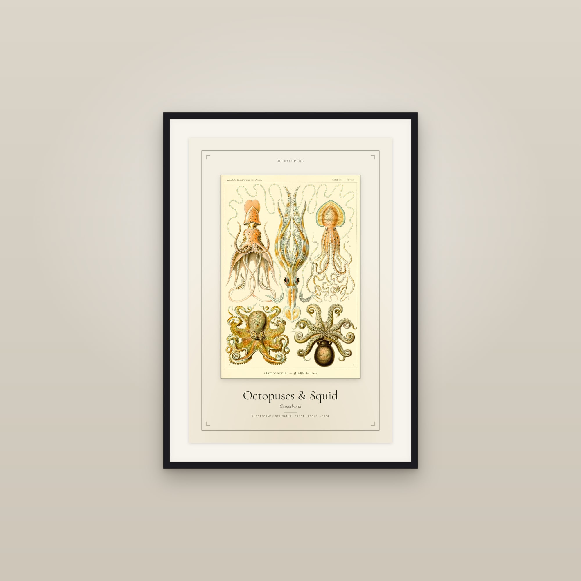 Octopuses & Squid